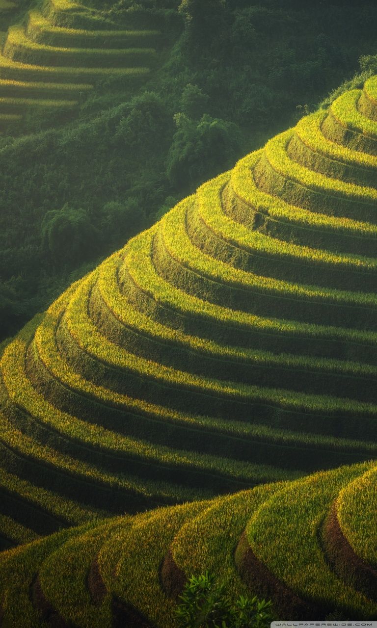 Rice Field Wallpapers - 4k, HD Rice Field Backgrounds on WallpaperBat