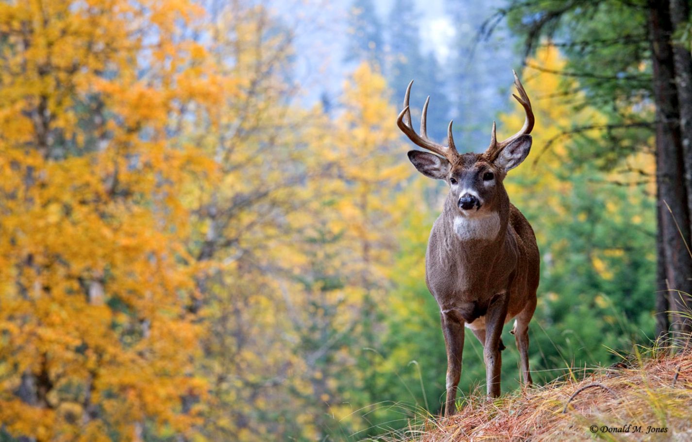 Fall Whitetail Deer Wallpapers 4k, HD Fall Whitetail Deer Backgrounds