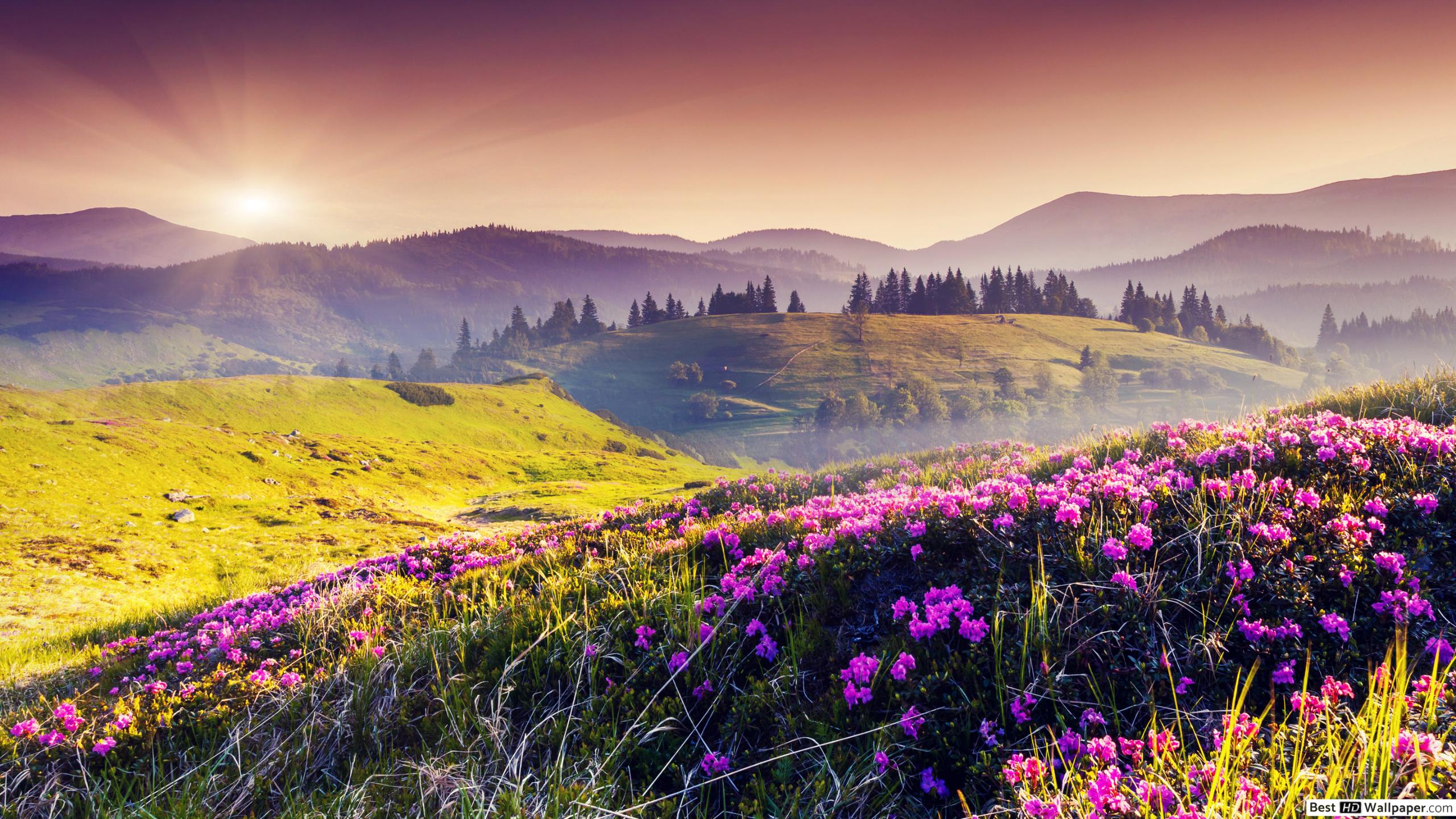 Spring Sunset Wallpapers - 4k, HD Spring Sunset Backgrounds on WallpaperBat