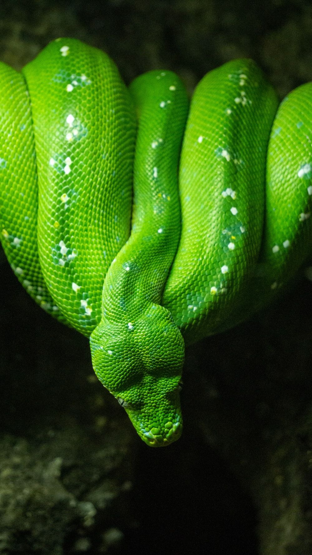 Green Snake Wallpapers - 4k, HD Green Snake Backgrounds on WallpaperBat