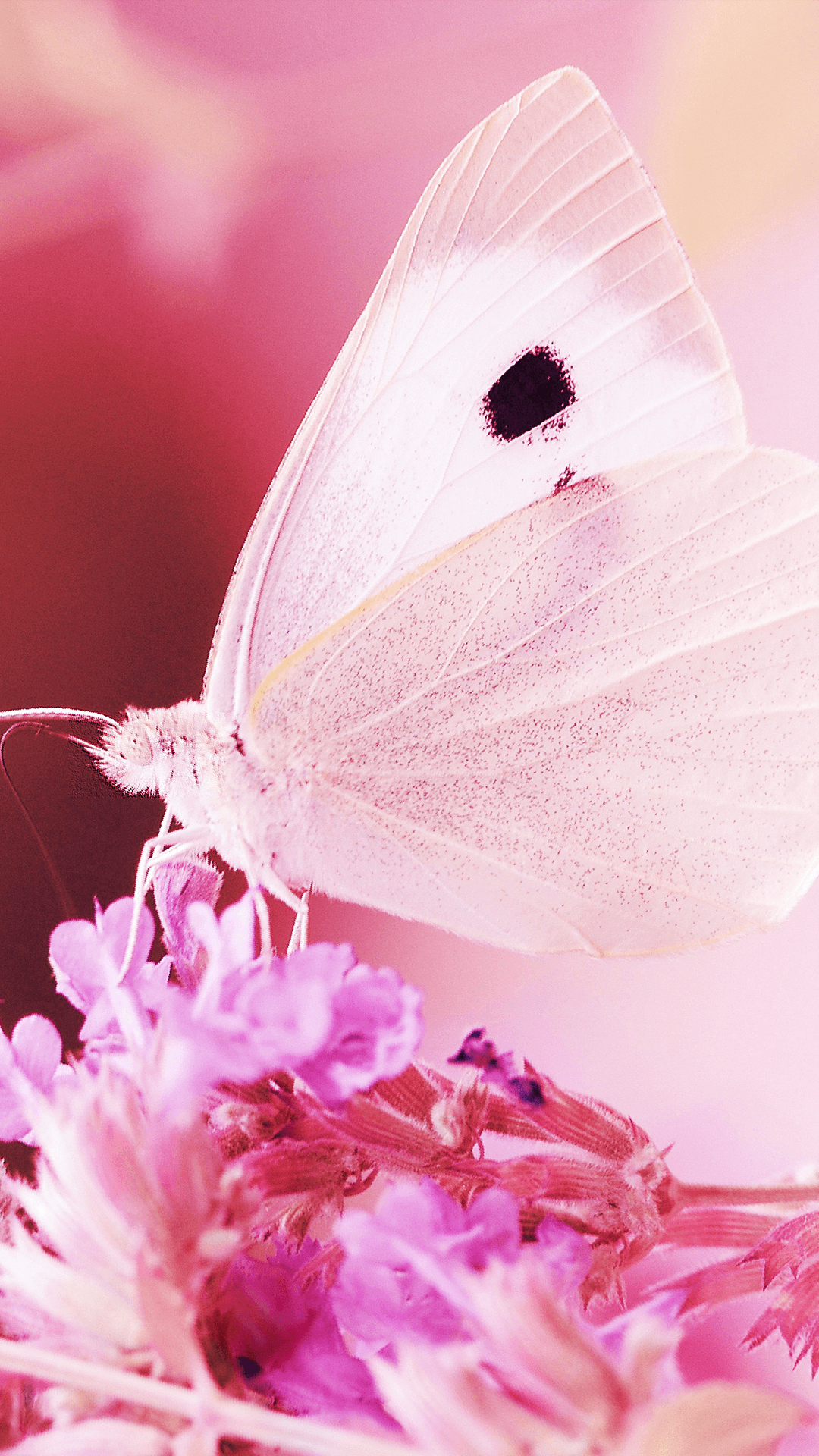 Pink Butterfly Wallpapers - 4k, HD Pink Butterfly Backgrounds On ...