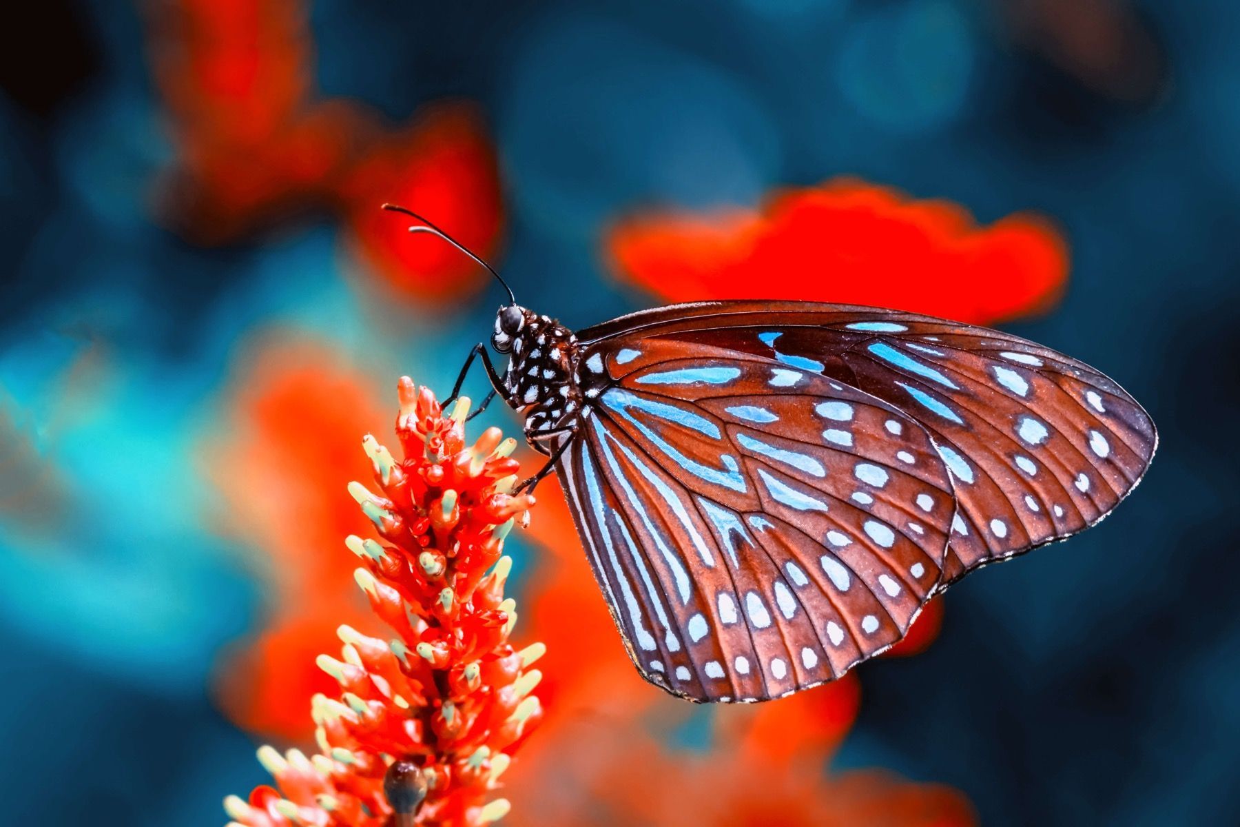 Red Butterfly Wallpapers - 4k, HD Red Butterfly Backgrounds on WallpaperBat