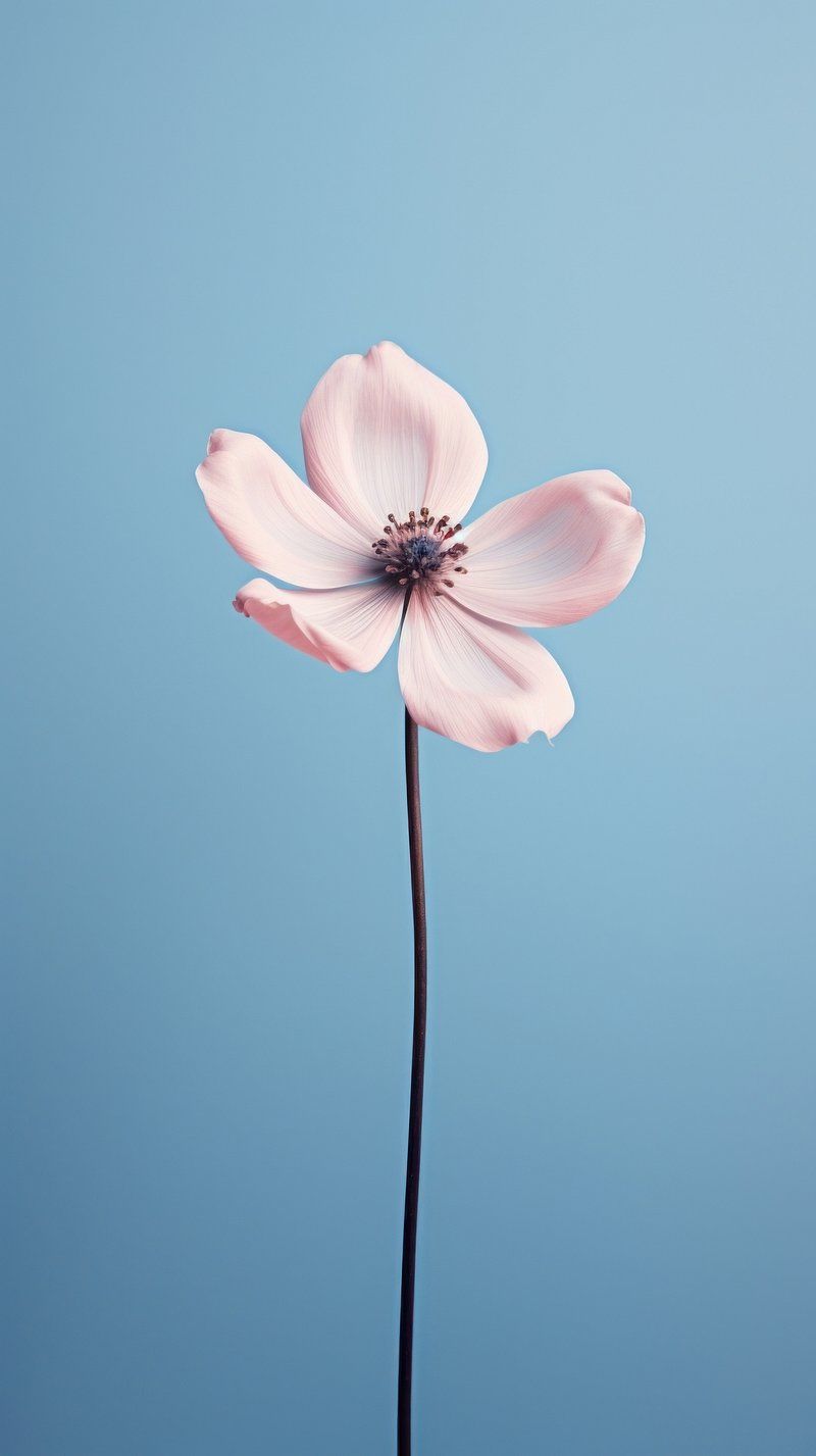 Iphone flower wallpapers 4k hd iphone flower backgrounds on wallpaperbat