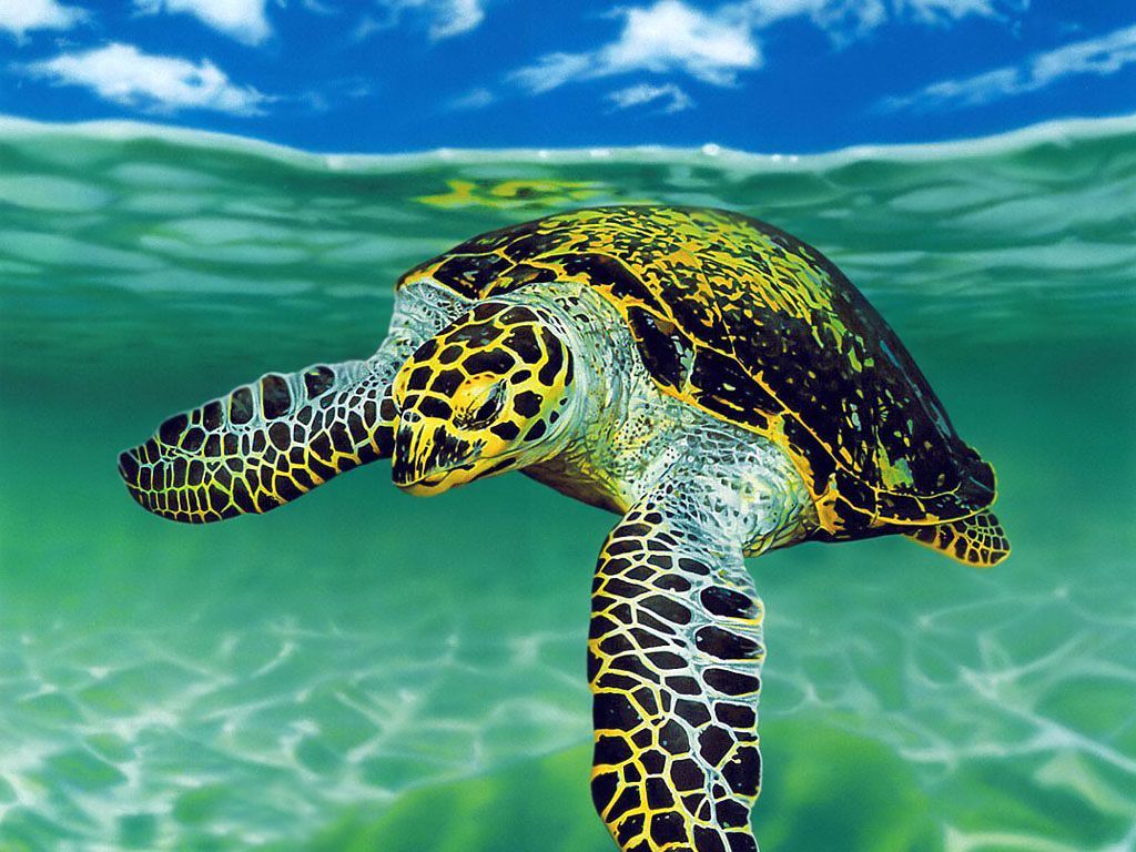 1024x768 Sea Turtle Wallpaper High Quality Desktop, iphone and android.