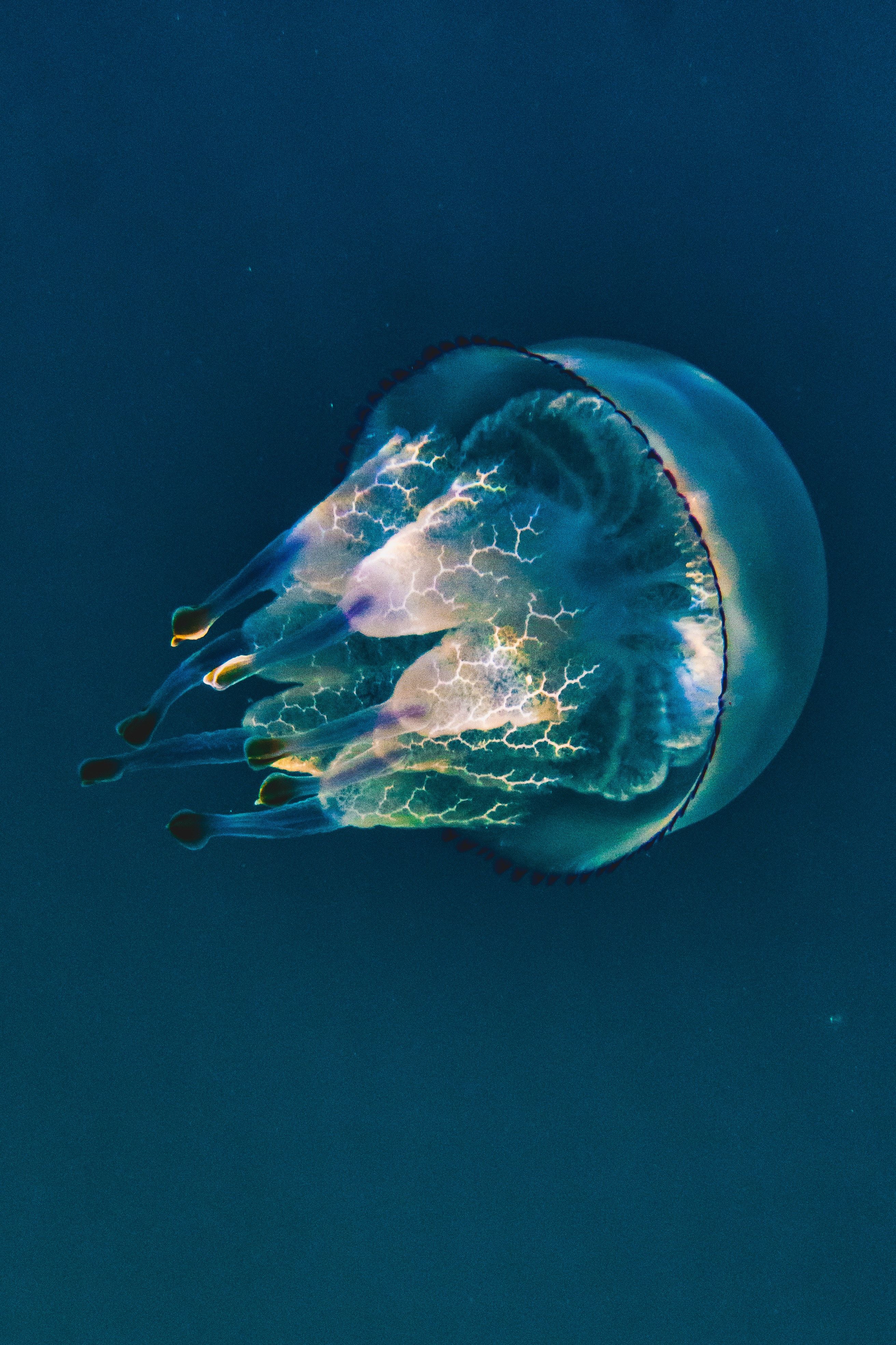 Europe'S Coastal Treasures: An Underwater Paradise - gzabcb2