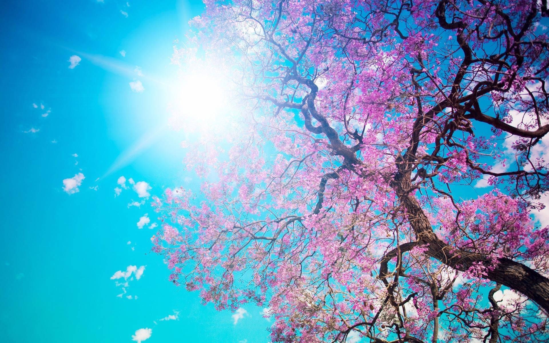 Spring Time Wallpapers - 4k, HD Spring Time Backgrounds on WallpaperBat