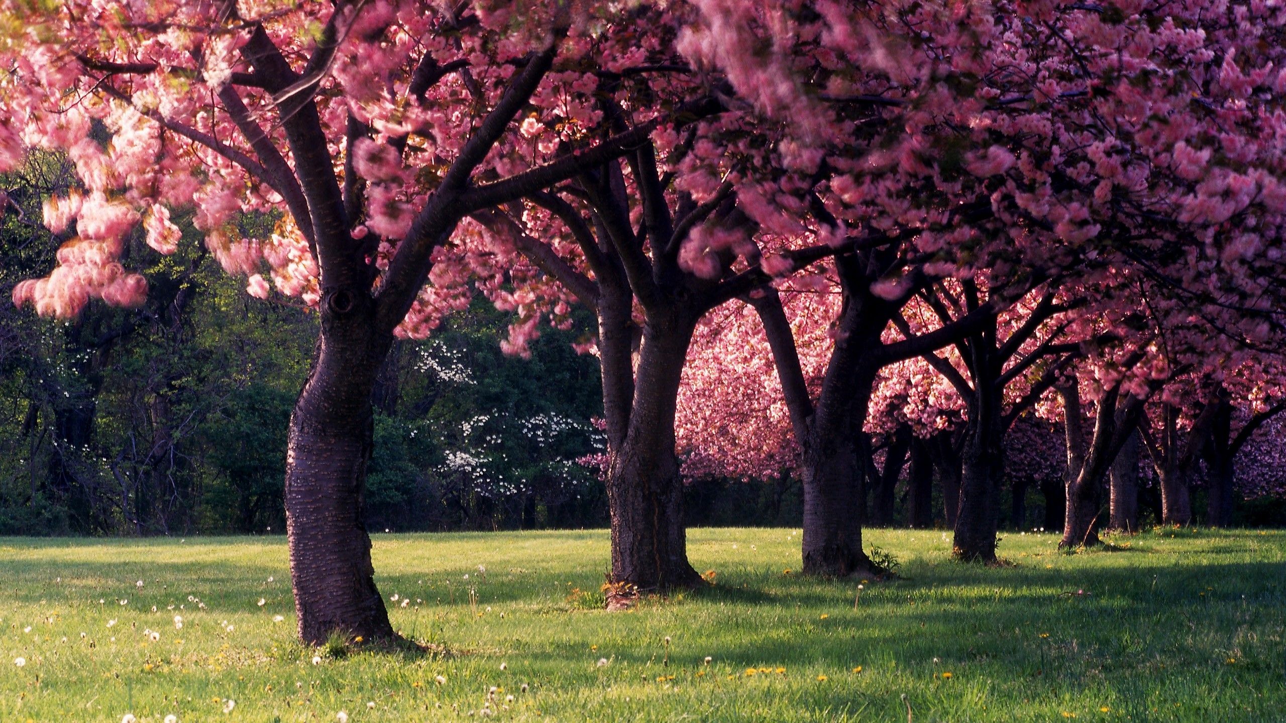 2560x1440 Pink Trees in Spring Wallpaper