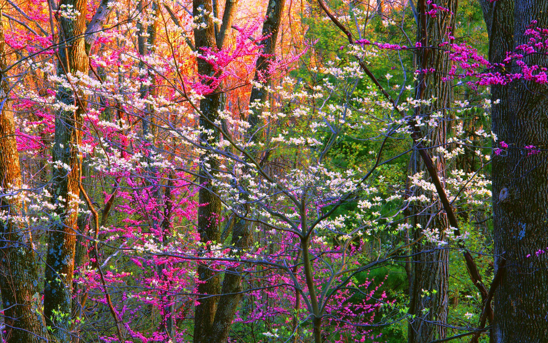 1920x1200 Flowering Trees in Spring Forest Wallpaper