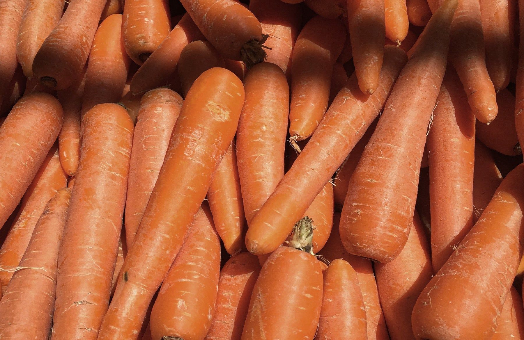 Включи морковочка. Много морковки. Морковь Pro. Рай моркови. Морковь про канал.