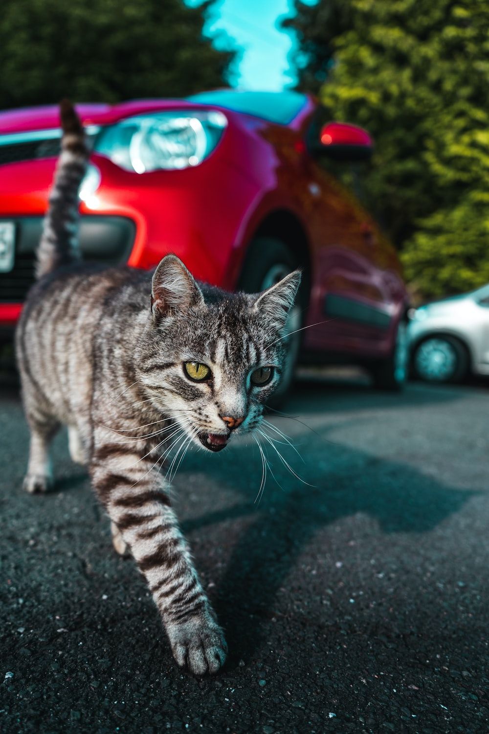 Cat Car Wallpapers - 4k, HD Cat Car Backgrounds on WallpaperBat