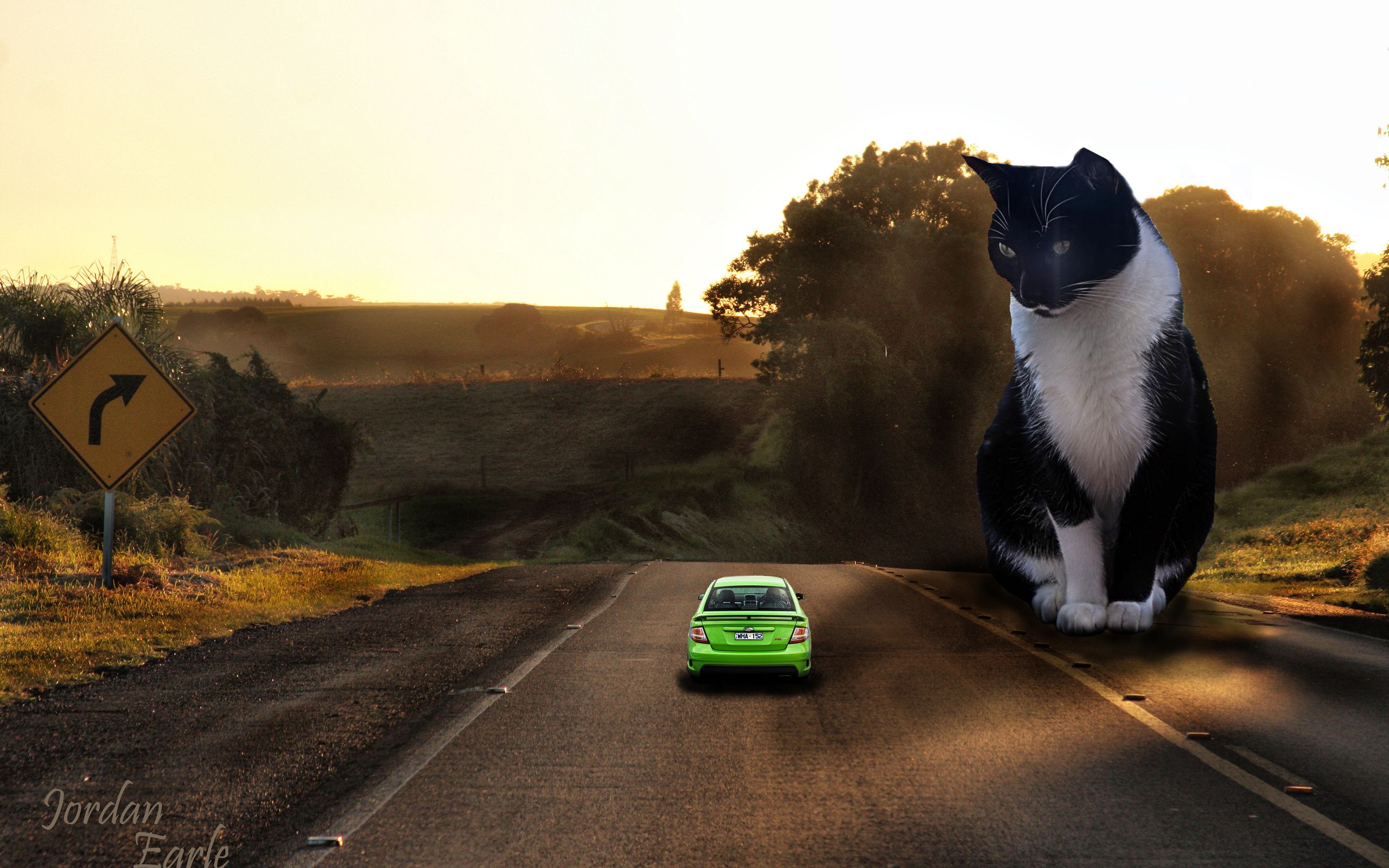 Игру машинки кота. Кот в машине. Кошка на дороге. Кот в гоночной машине.