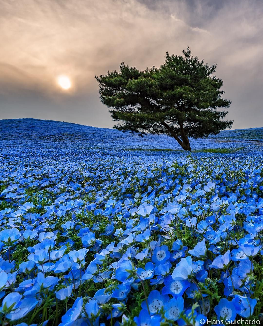 Blue Flower Field Wallpapers - 4k, HD Blue Flower Field Backgrounds on ...