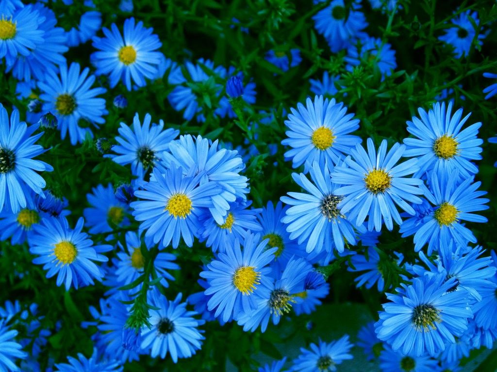 Blue Flower Field Wallpapers - 4k, HD Blue Flower Field Backgrounds on ...