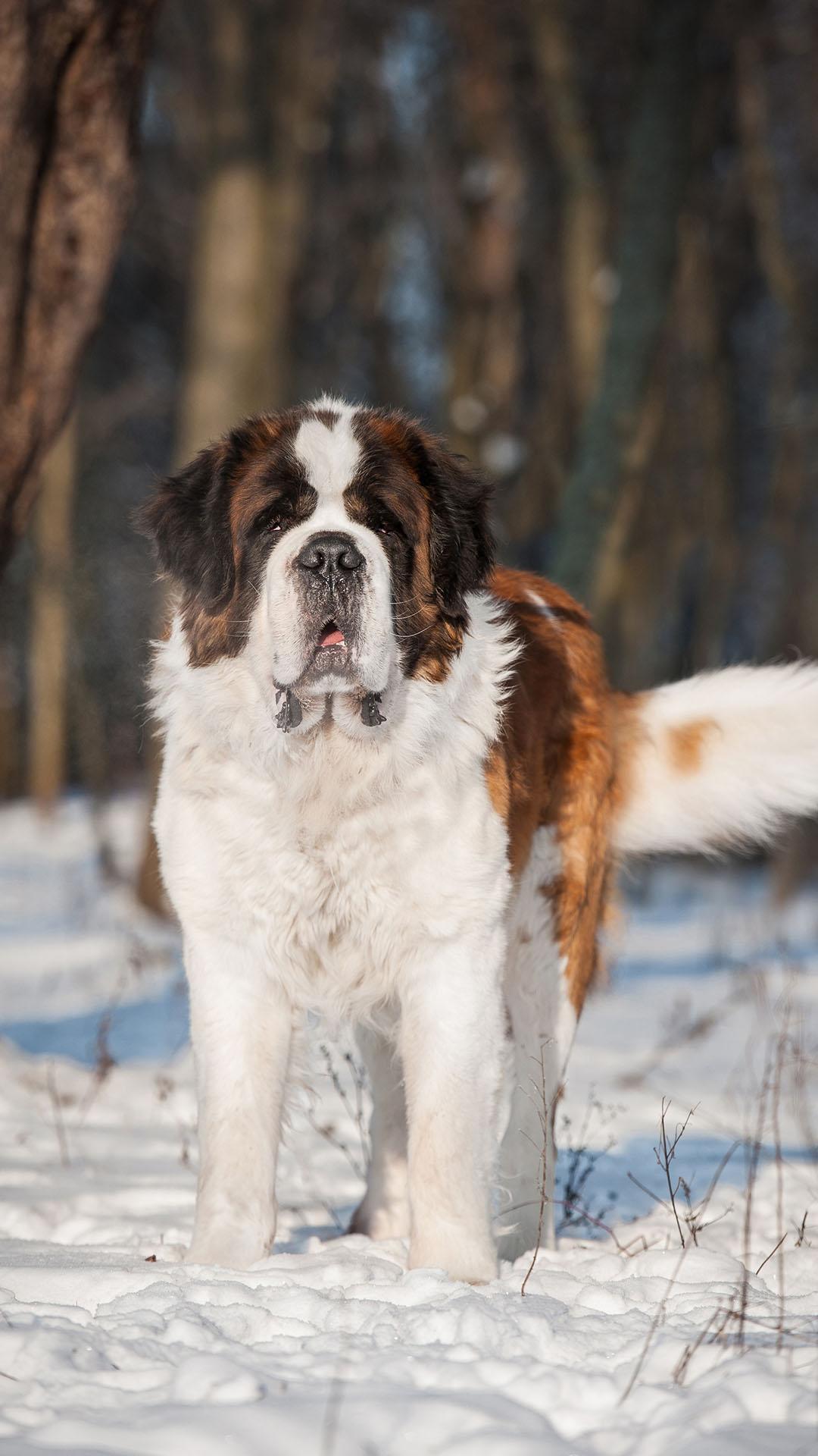 St. Bernard Wallpapers - 4k, HD St. Bernard Backgrounds on WallpaperBat