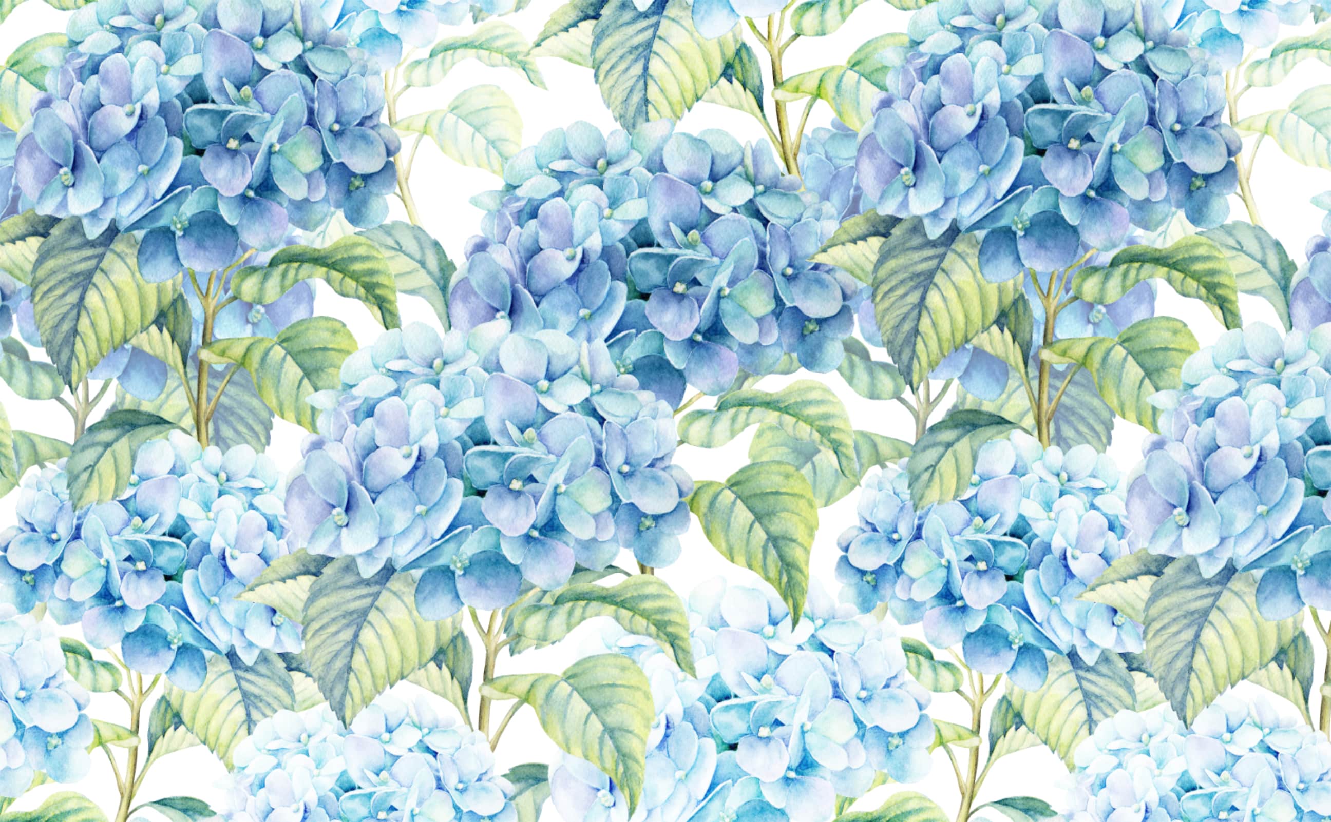 2592x1602 Watercolor hydrangea blossom white background Wallpaper for Walls | Garden  Bright Wallpaper