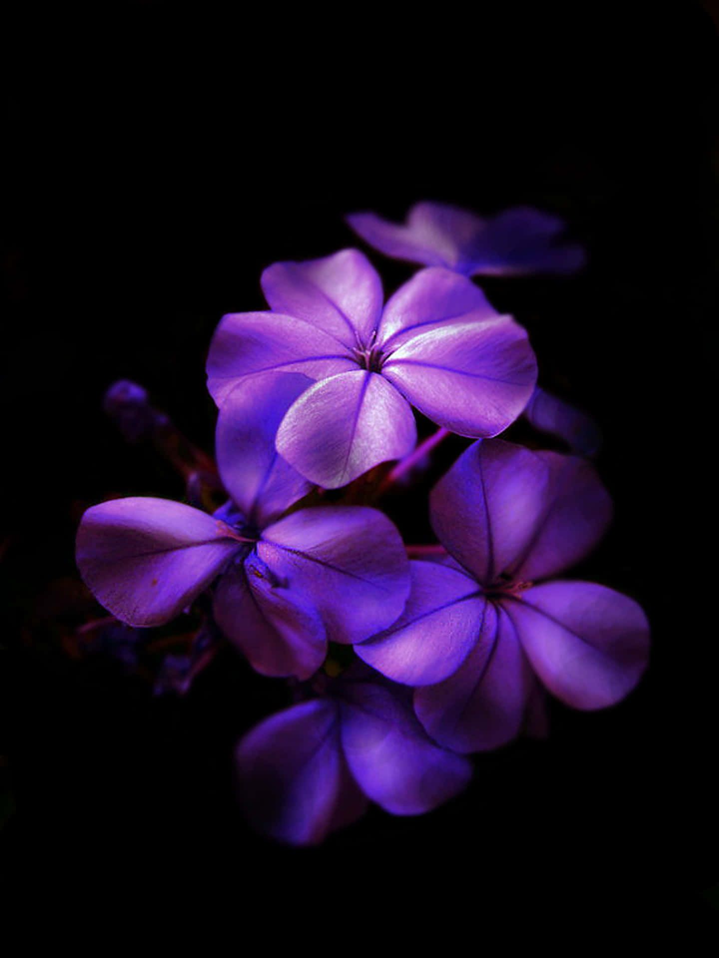 1440x1920 Download Purple Flowers In The Dark | Wallpapers.com Wallpaper