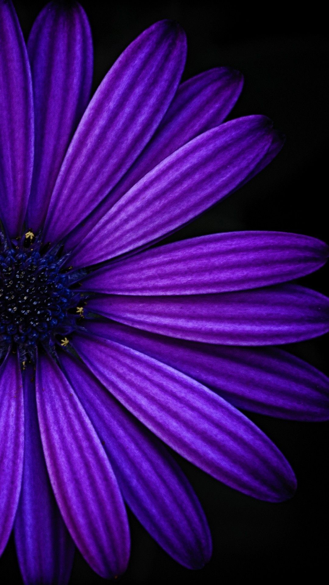 1080x1920 Violet, Purple, Blue, Petal, african daisy, Flower | Fleurs violet foncé,  Fond d'écran coloré, Art violet Wallpaper