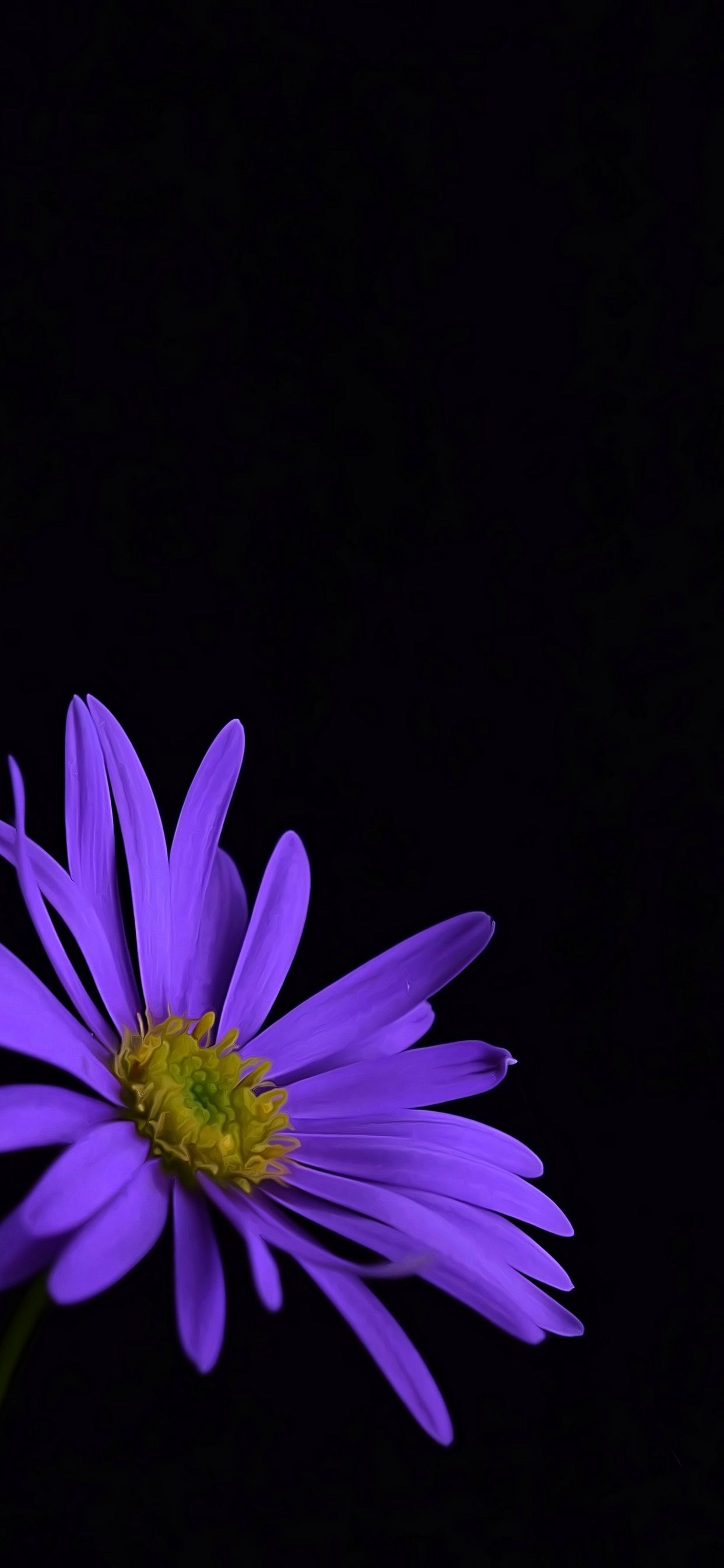 1242x2688 Purple Flower Wallpaper For Iphone | Purple flowers wallpaper, Flower  iphone wallpaper, Nature iphone wallpaper Wallpaper