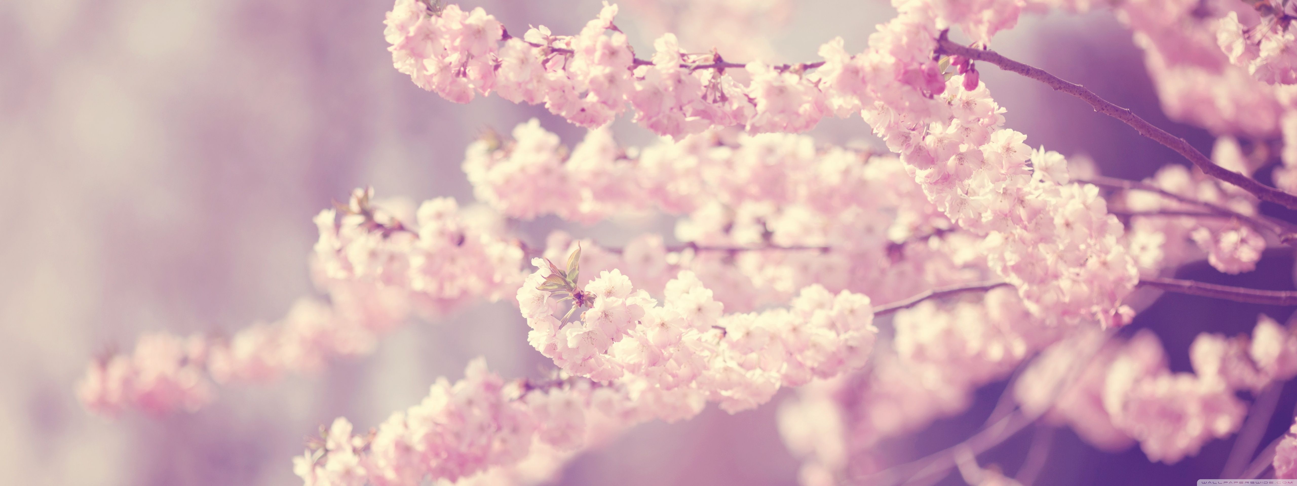 Cherry Blossom Desktop Wallpapers - 4k, HD Cherry Blossom Desktop