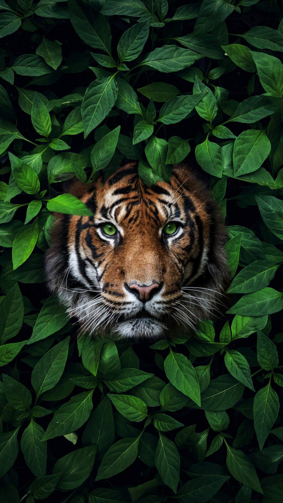 Tiger iPhone Wallpapers - 4k, HD Tiger iPhone Backgrounds on WallpaperBat