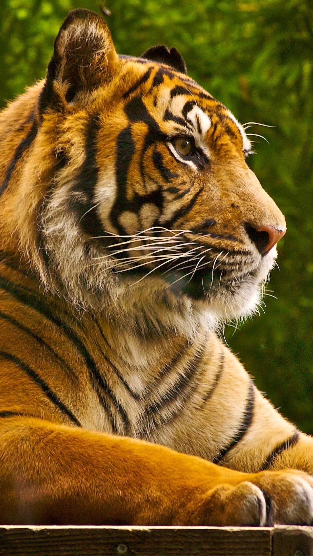 Tiger iPhone Wallpapers - 4k, HD Tiger iPhone Backgrounds on WallpaperBat