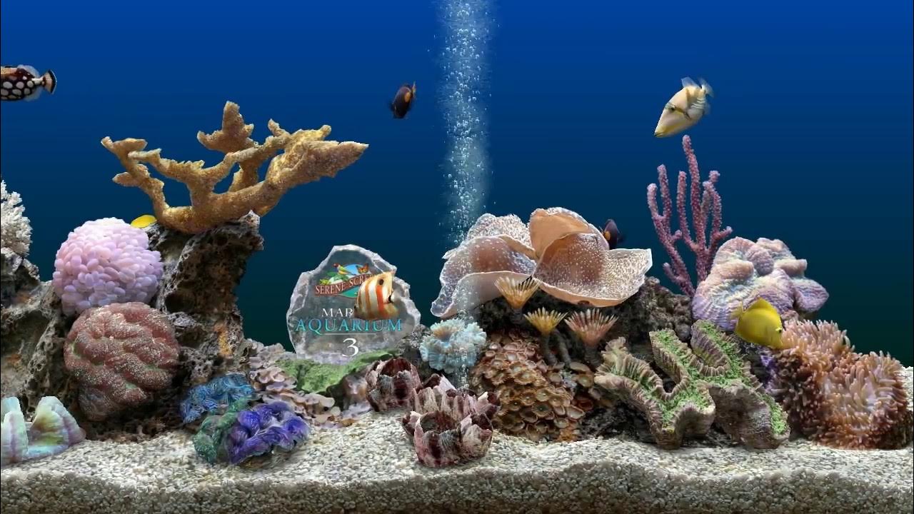 Aquarium Desktop Wallpapers - 4k, HD Aquarium Desktop Backgrounds on ...