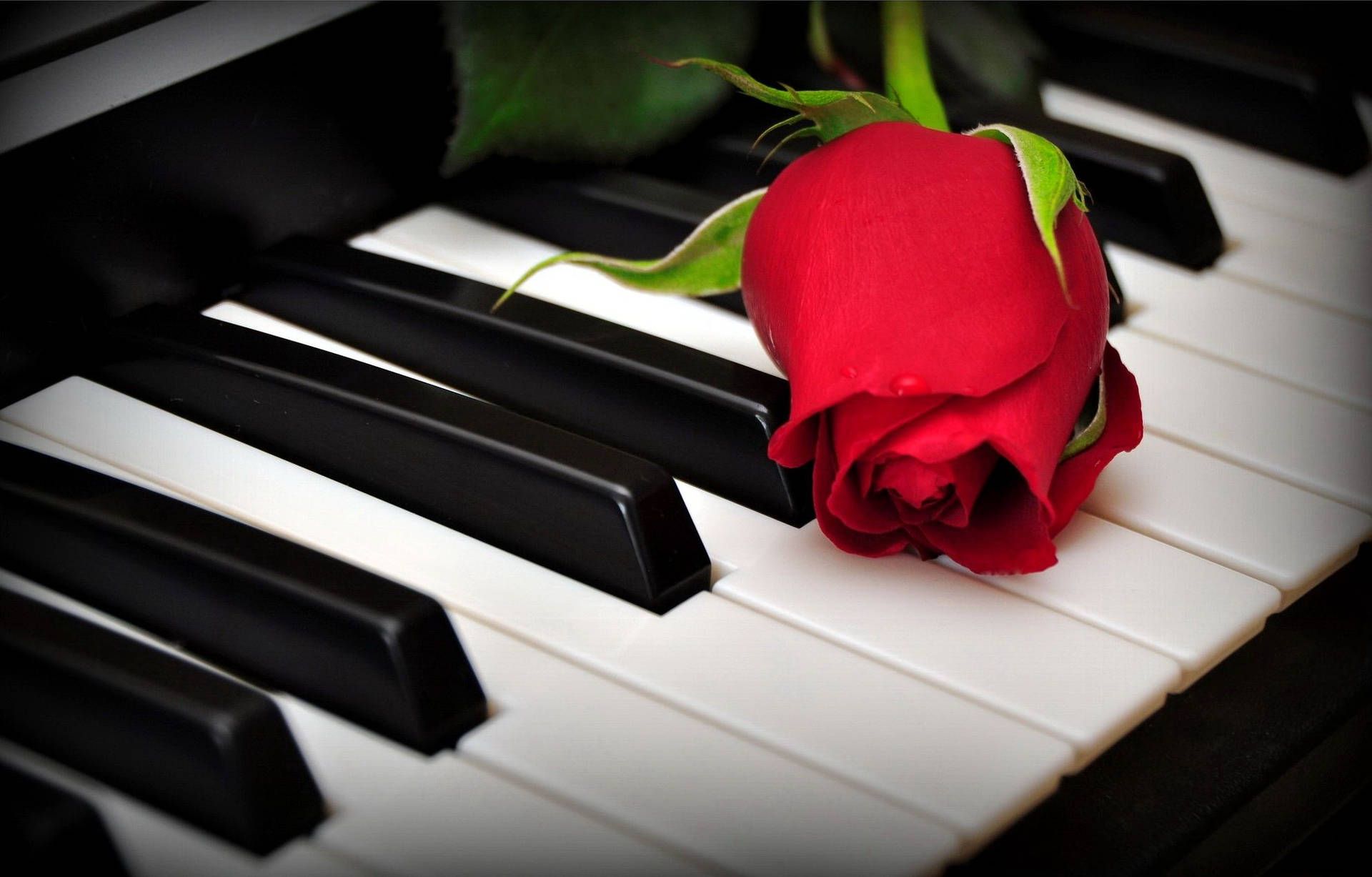 Cute Piano Wallpapers 4k Hd Cute Piano Backgrounds On Wallpaperbat