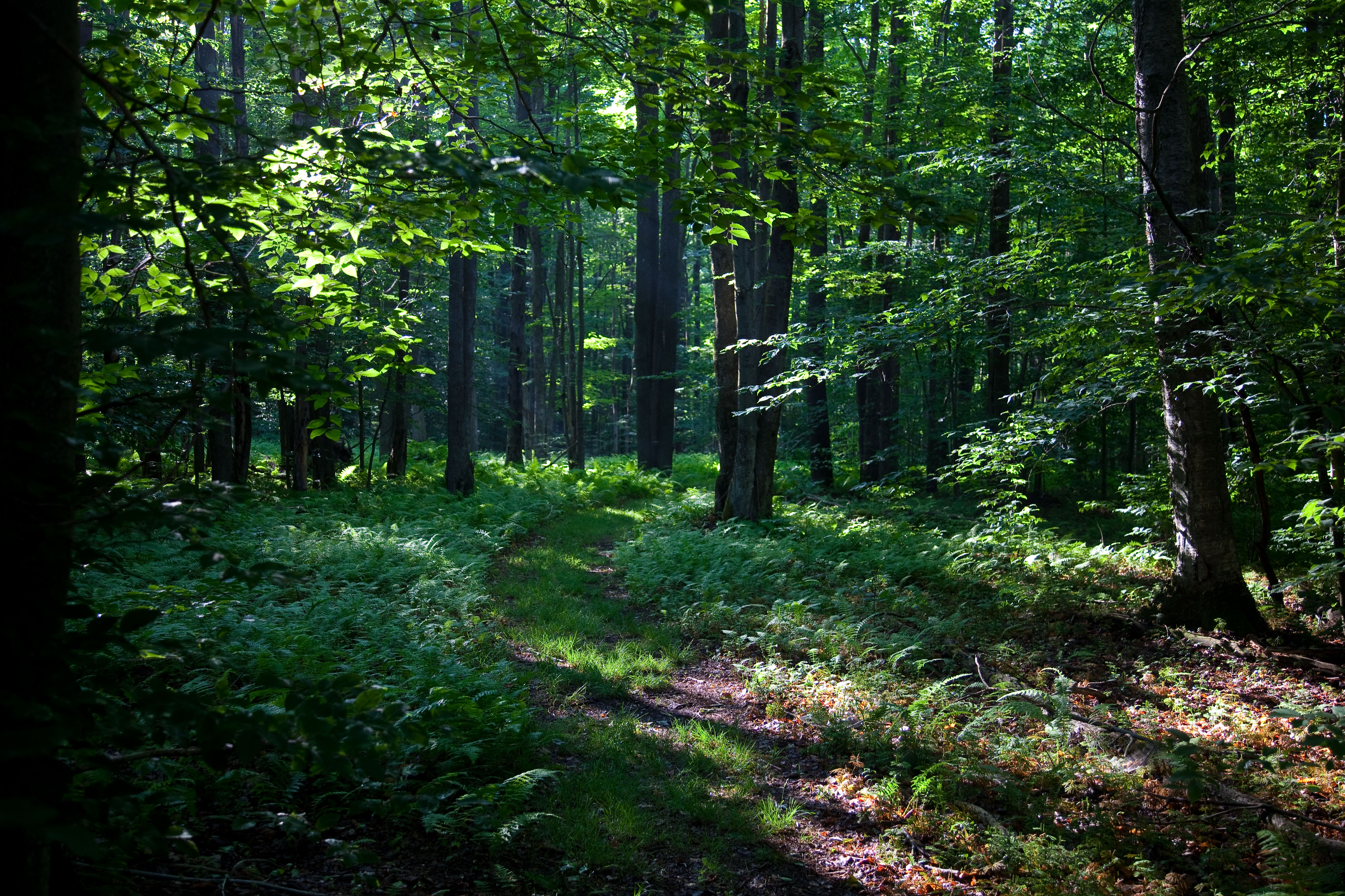 Картина природа. Фотография для описания природы без людей. Forest Scene. Новости природы.