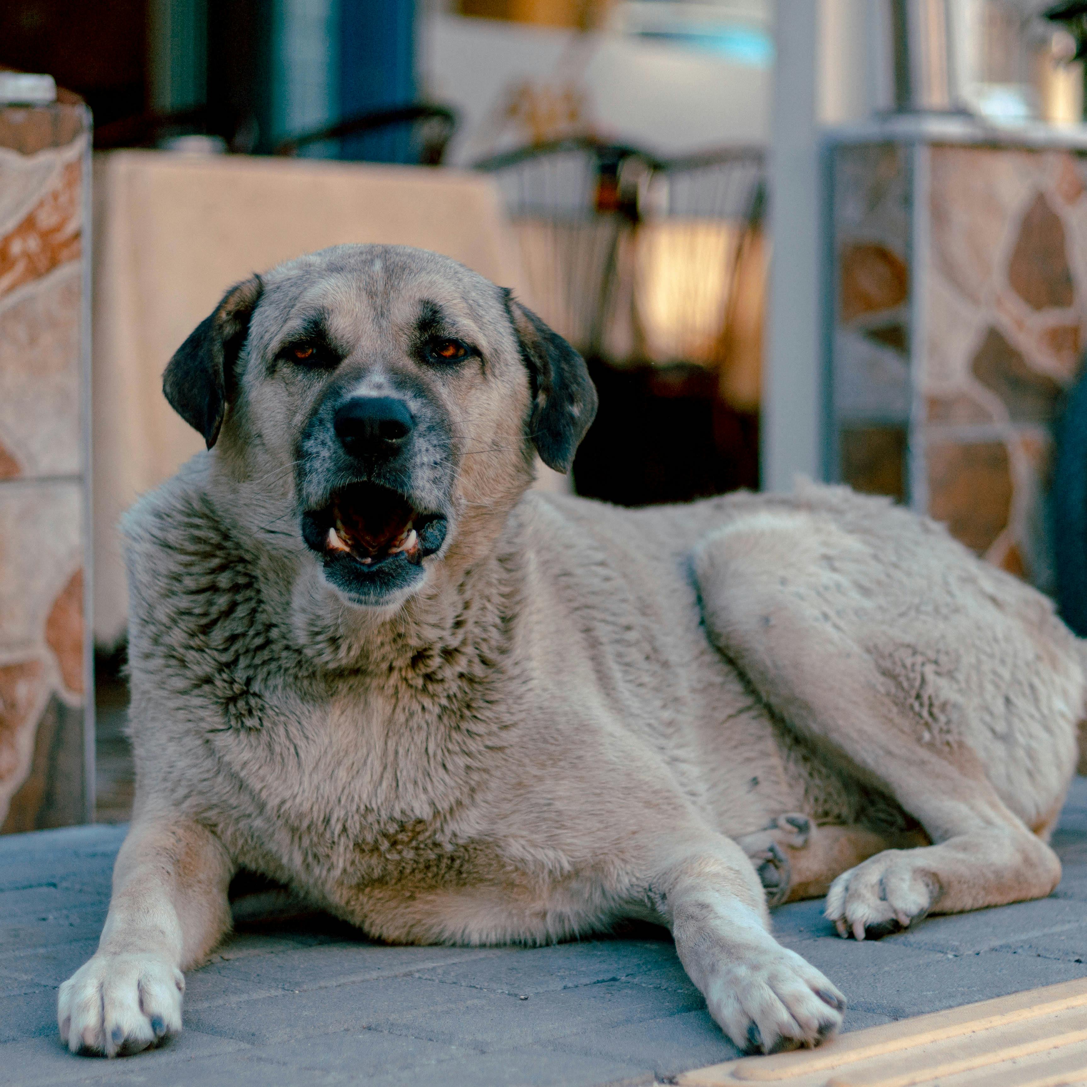 Anatolian Shepherd Wallpapers - 4k, HD Anatolian Shepherd Backgrounds