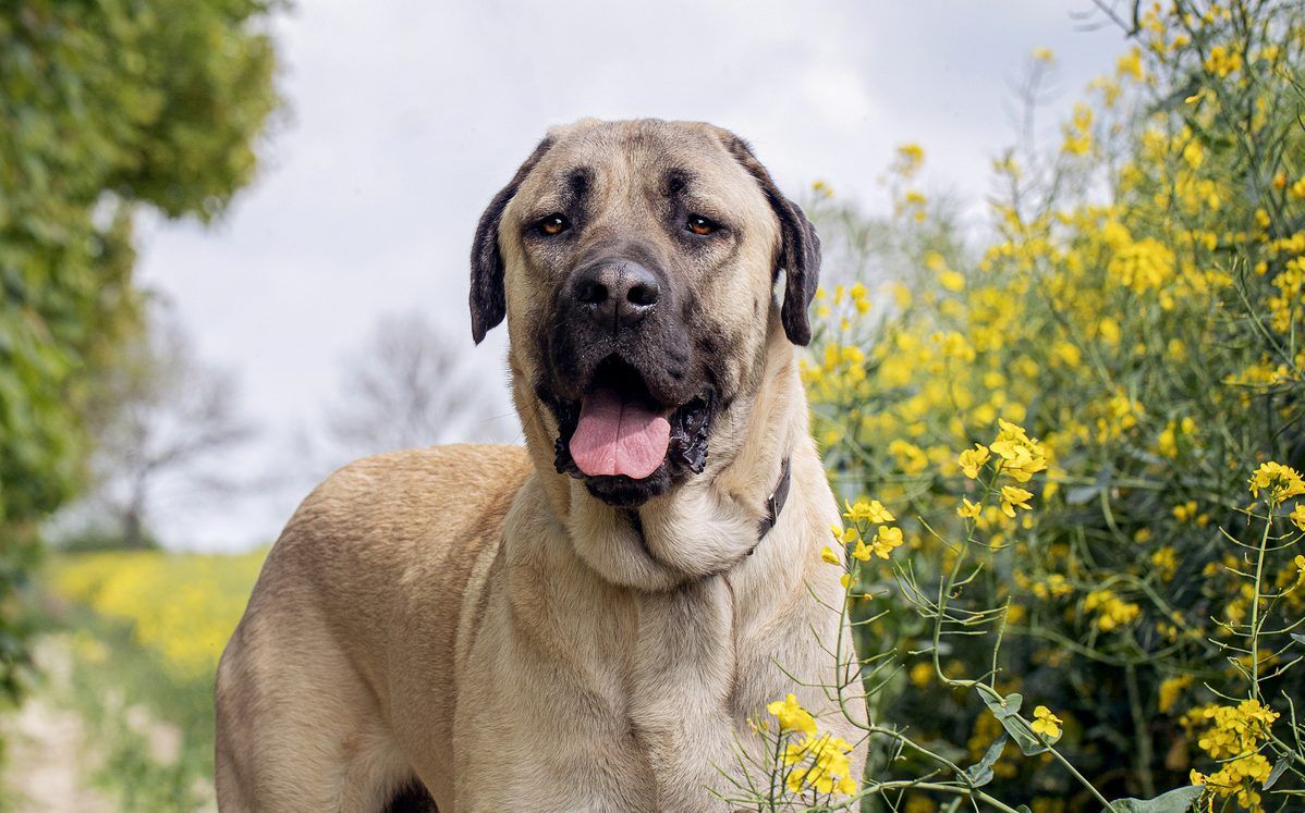 Anatolian Shepherd Wallpapers - 4k, HD Anatolian Shepherd Backgrounds ...