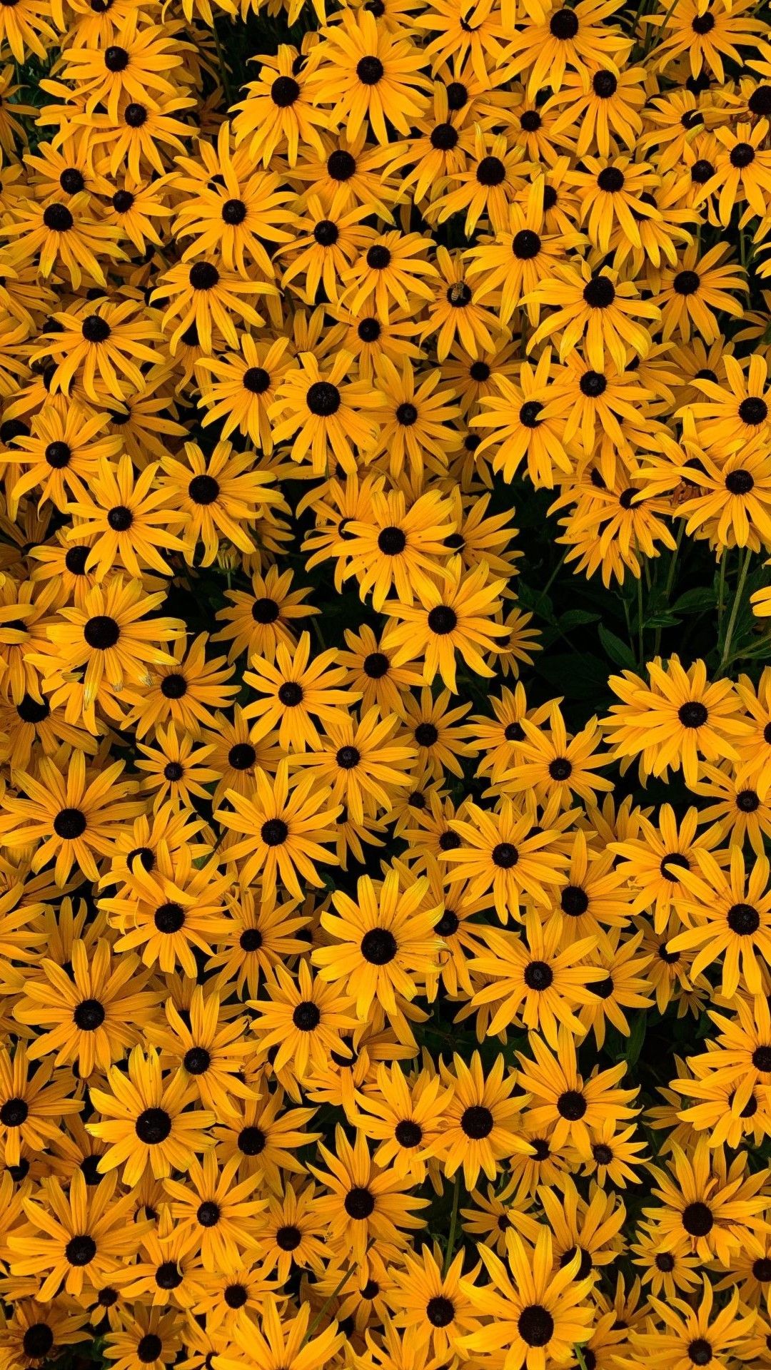 Flower Iphone Wallpapers - 4k, Hd Flower Iphone Backgrounds On Wallpaperbat