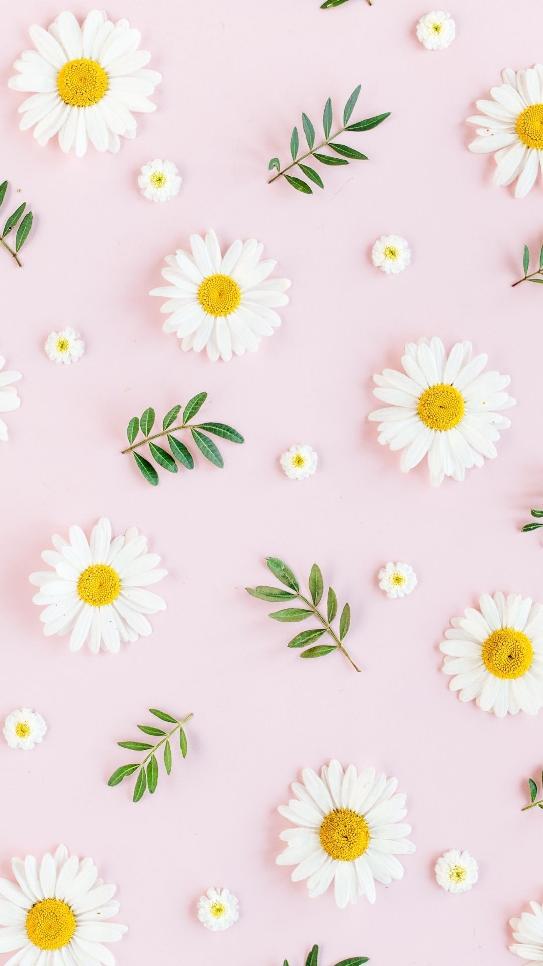 Daisies Wallpapers - 4k, HD Daisies Backgrounds on WallpaperBat