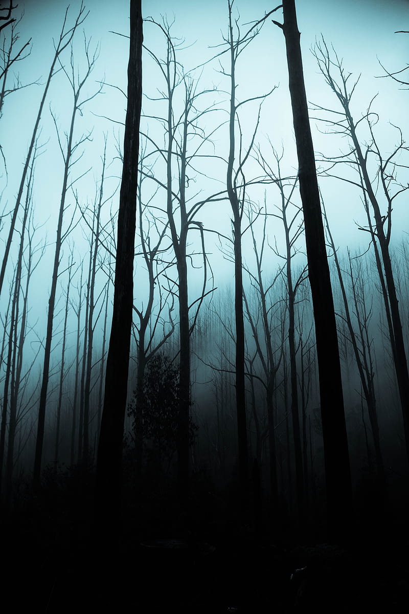 Dark Scary Forest Wallpapers - 4k, HD Dark Scary Forest Backgrounds on ...