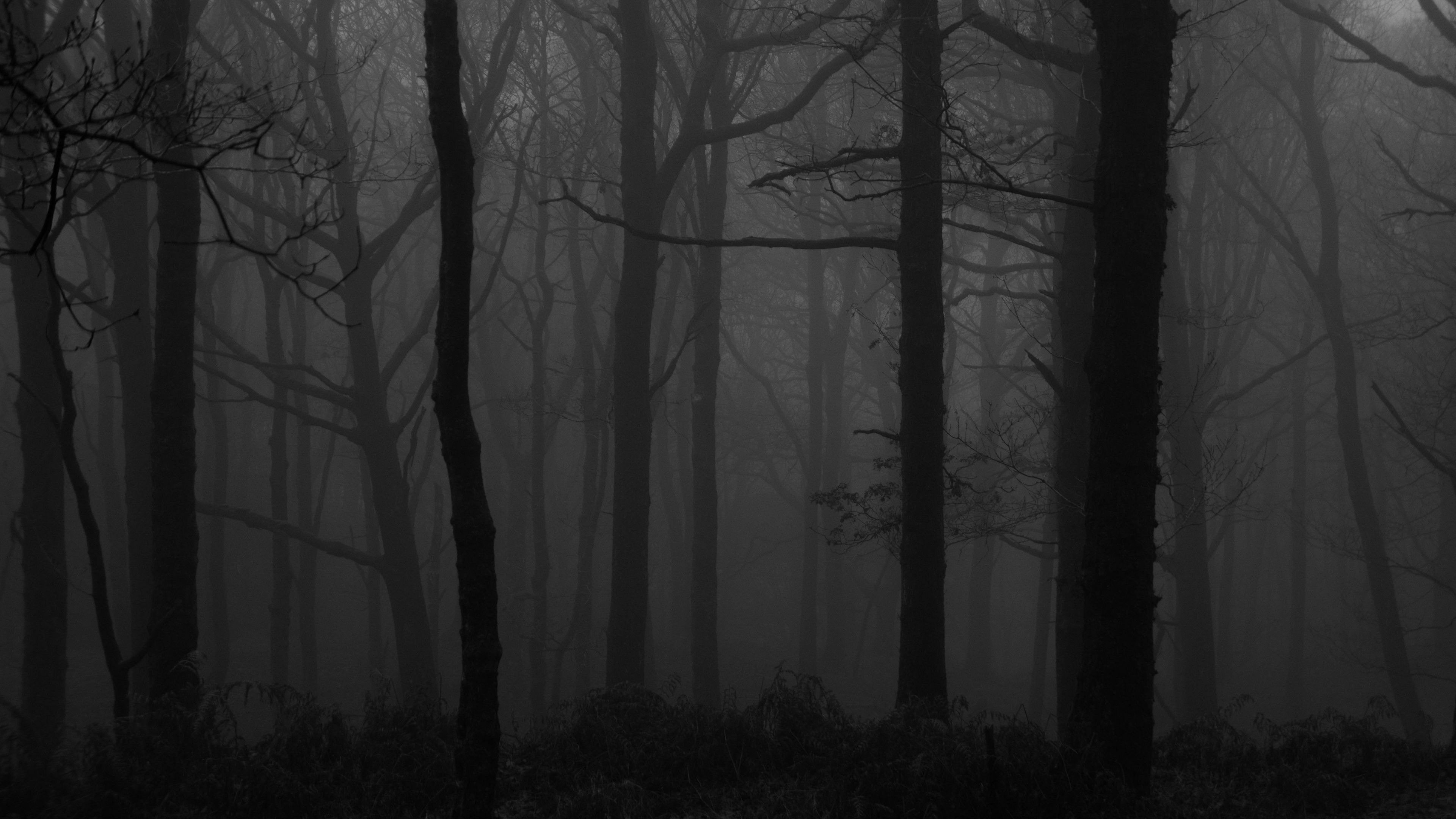 Dark Scary Forest Wallpapers - 4k, HD Dark Scary Forest Backgrounds on ...