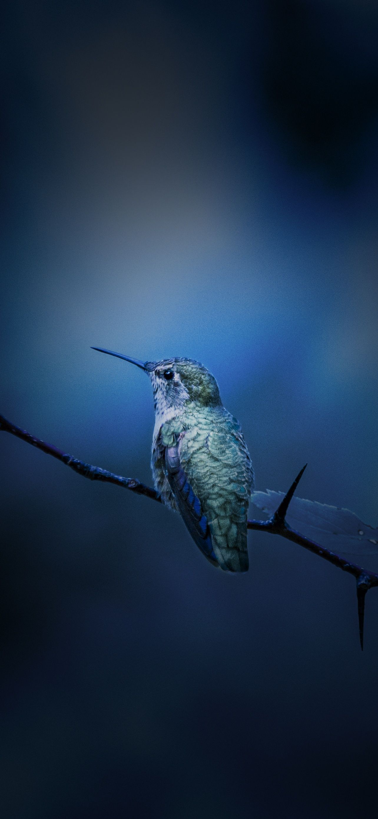hummingbird-wallpapers-4k-hd-hummingbird-backgrounds-on-wallpaperbat