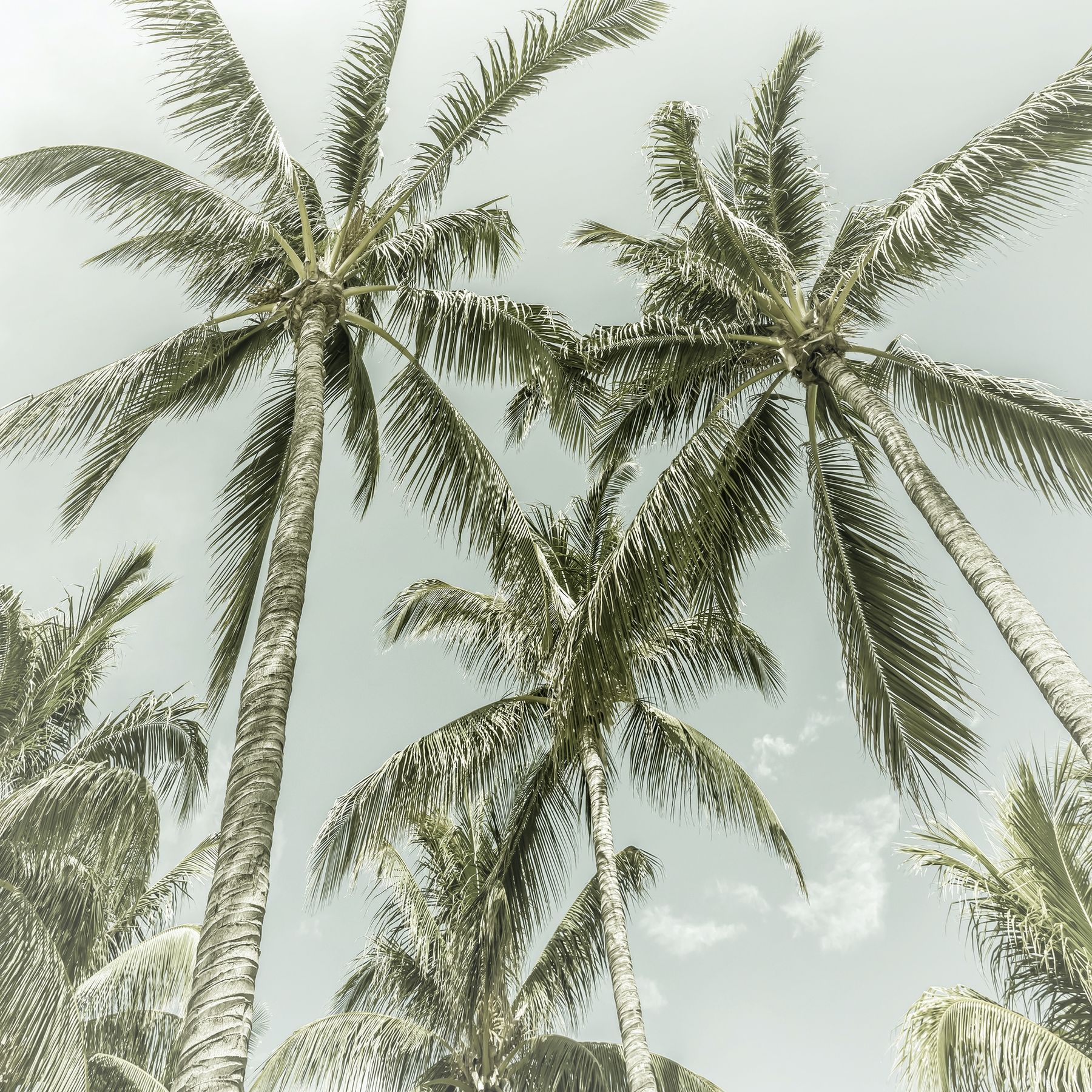 Vintage Palm Wallpapers - 4k, HD Vintage Palm Backgrounds on WallpaperBat