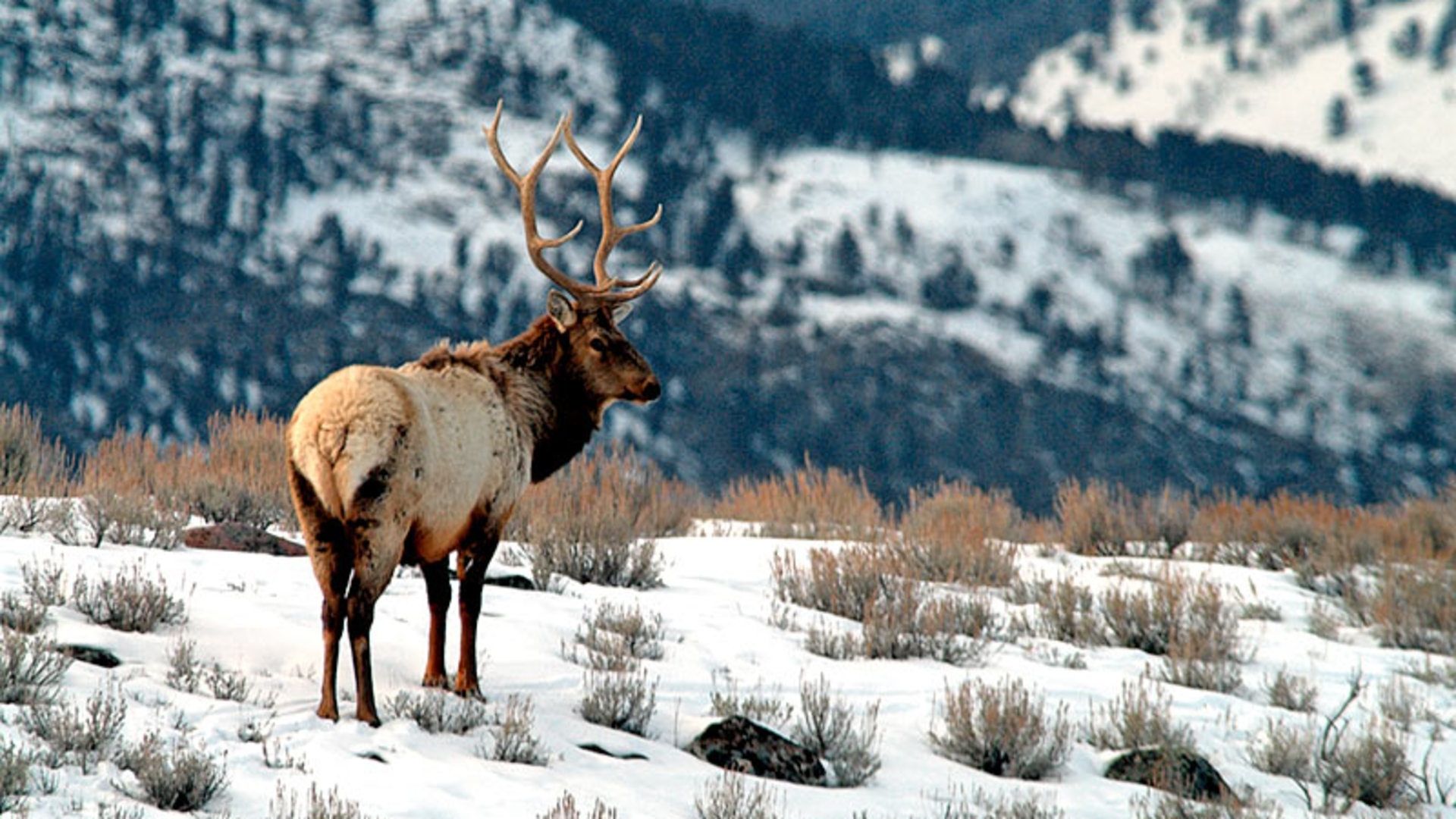 Elk Wallpapers - 4k, HD Elk Backgrounds on WallpaperBat