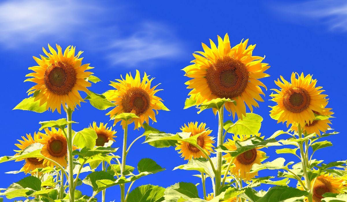 High Resolution Sunflower Wallpapers - 4k, HD High Resolution Sunflower ...