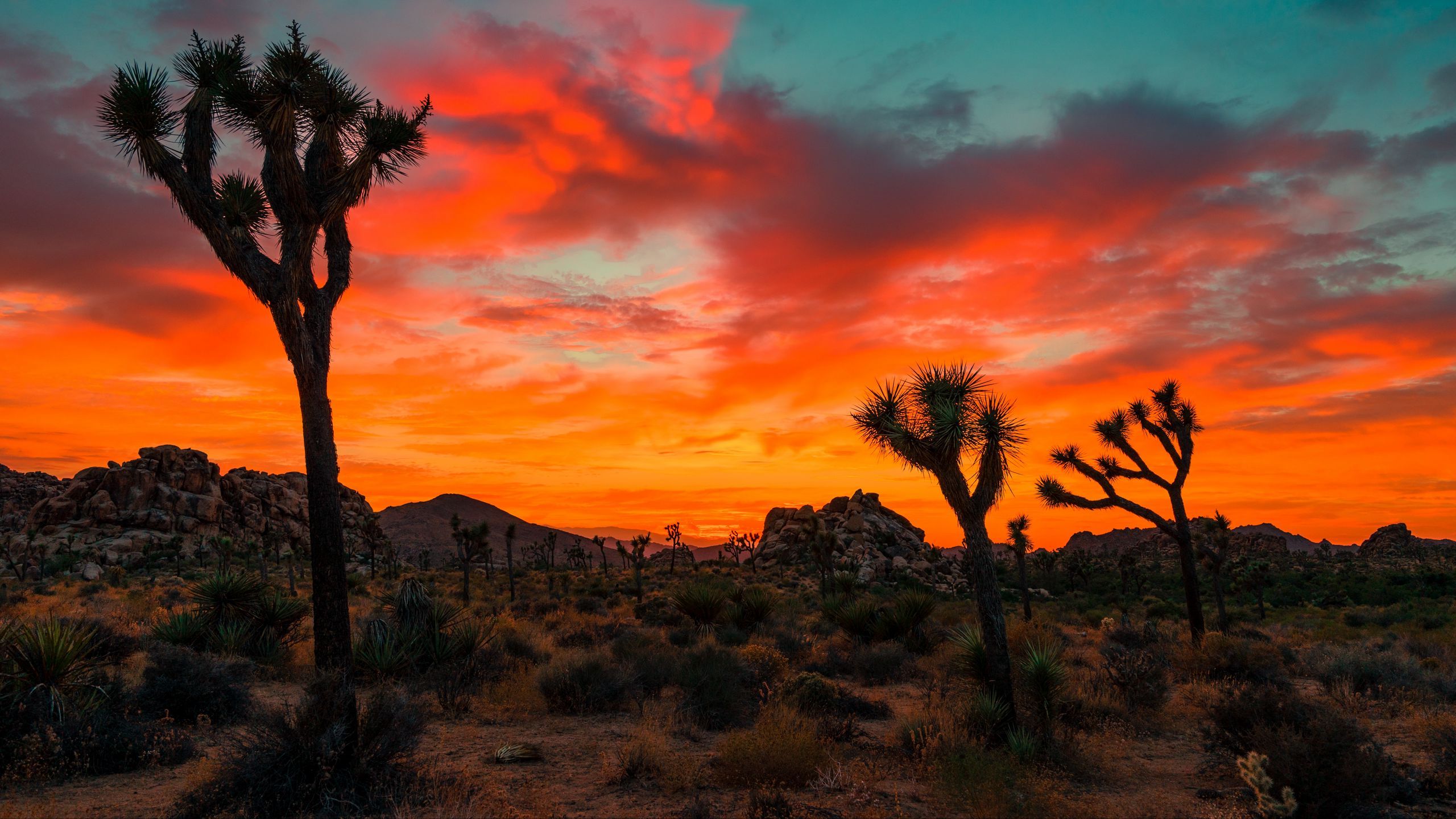 Joshua Tree Wallpapers - 4k, HD Joshua Tree Backgrounds on WallpaperBat