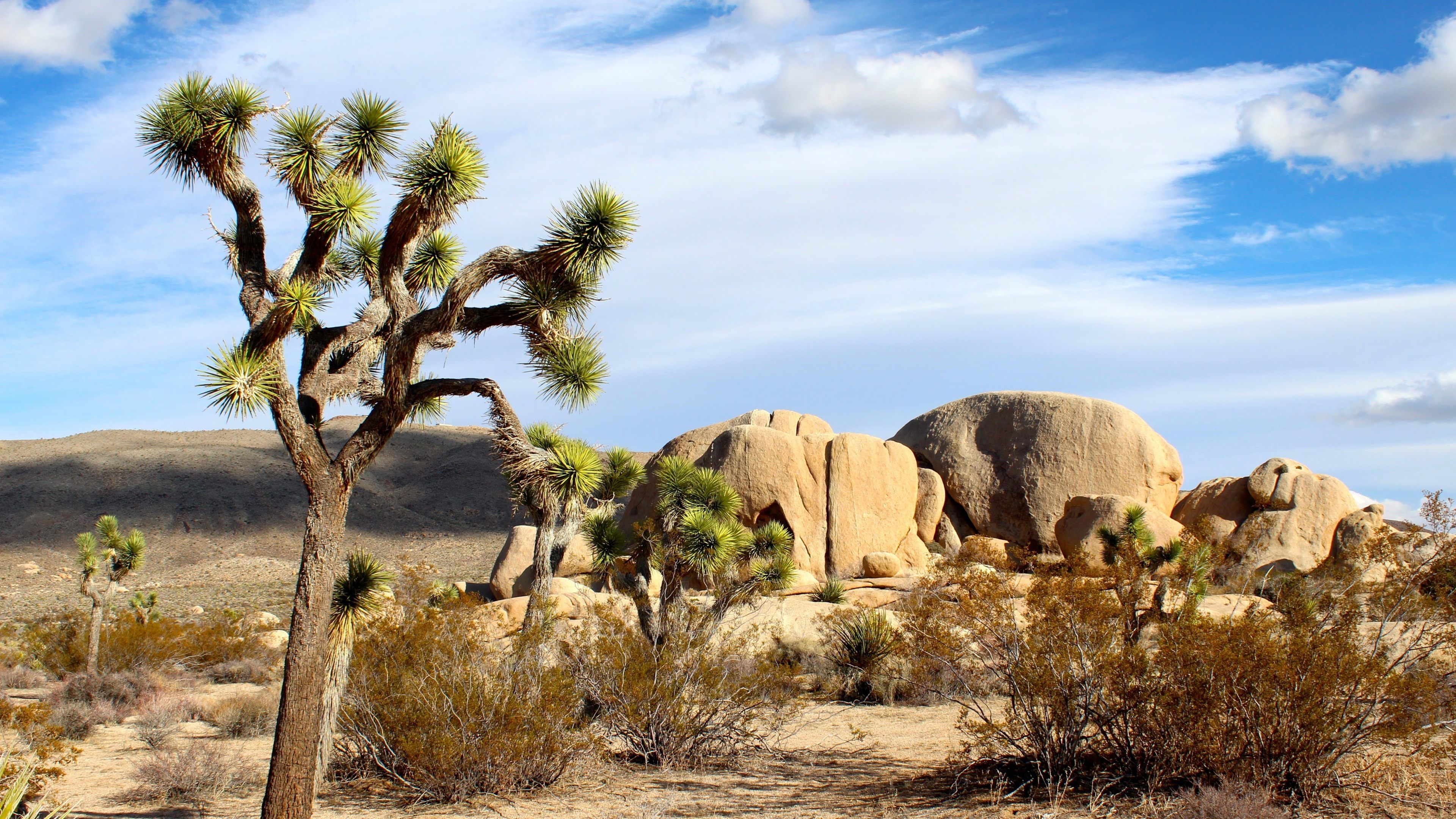 Joshua Tree Wallpapers - 4k, HD Joshua Tree Backgrounds on WallpaperBat