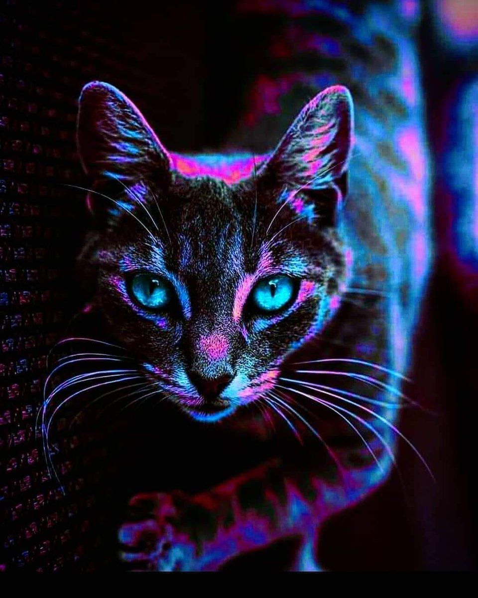 Neon Cat Wallpapers - 4k, HD Neon Cat Backgrounds on WallpaperBat