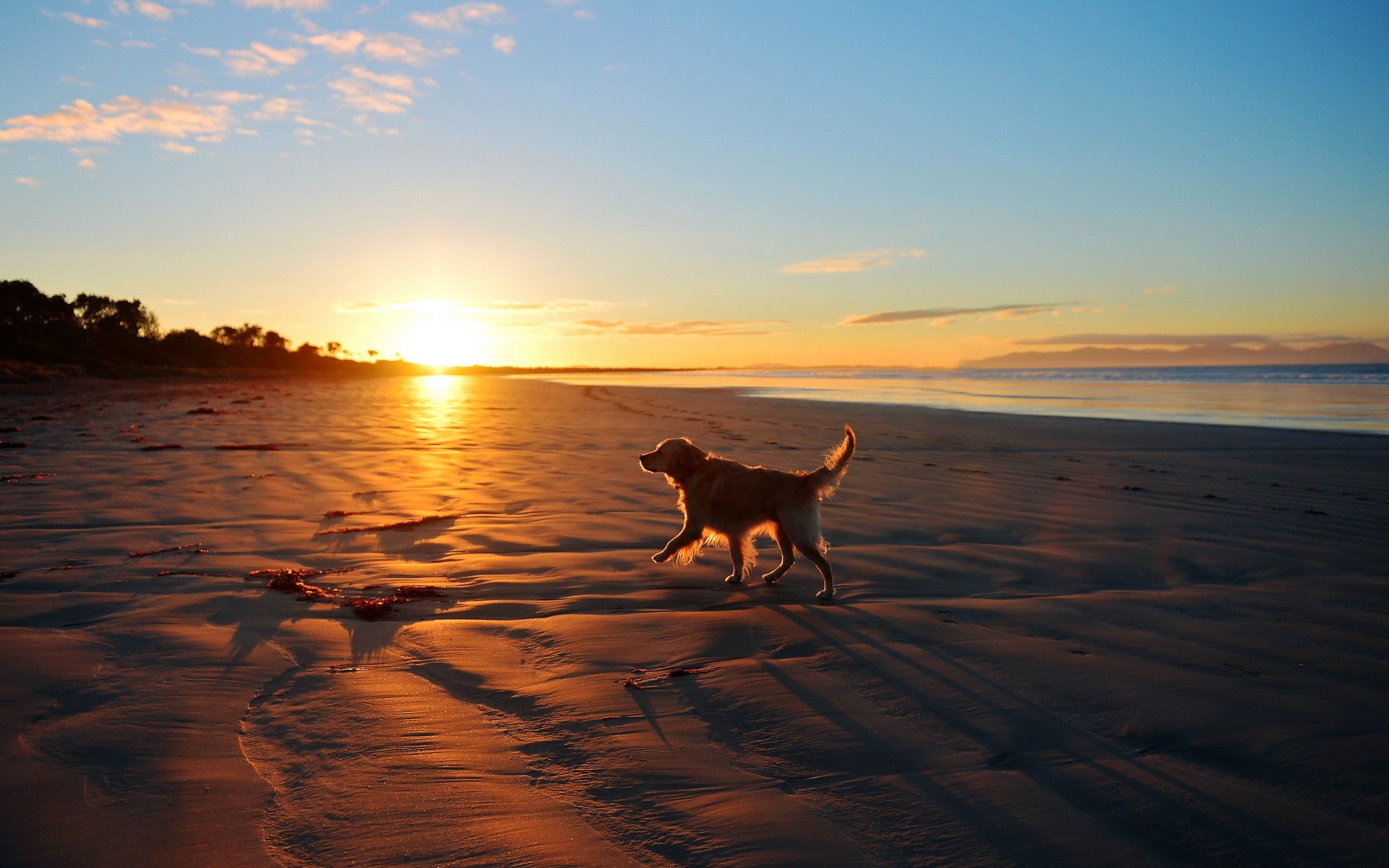 Sunset Dog Computer Wallpapers - 4k, HD Sunset Dog Computer Backgrounds ...