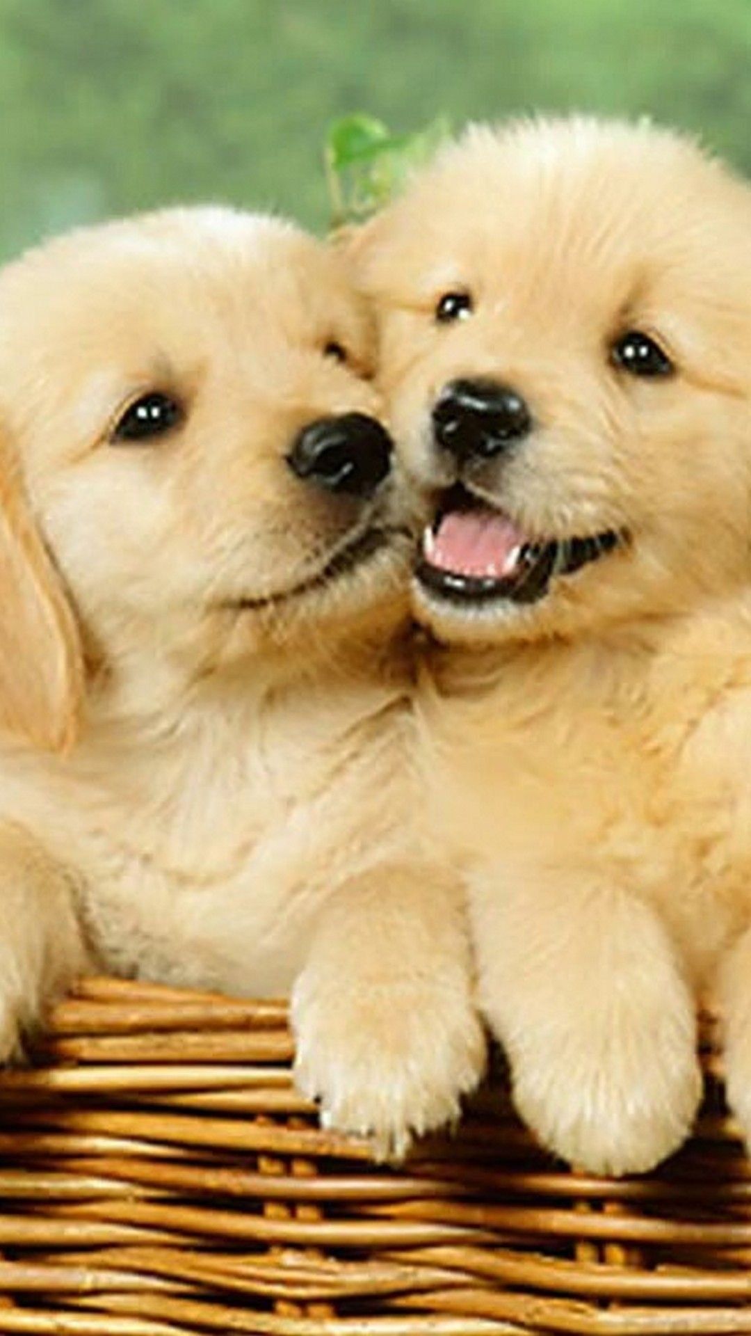 Summer Puppies Wallpapers - 4k, HD Summer Puppies Backgrounds on ...