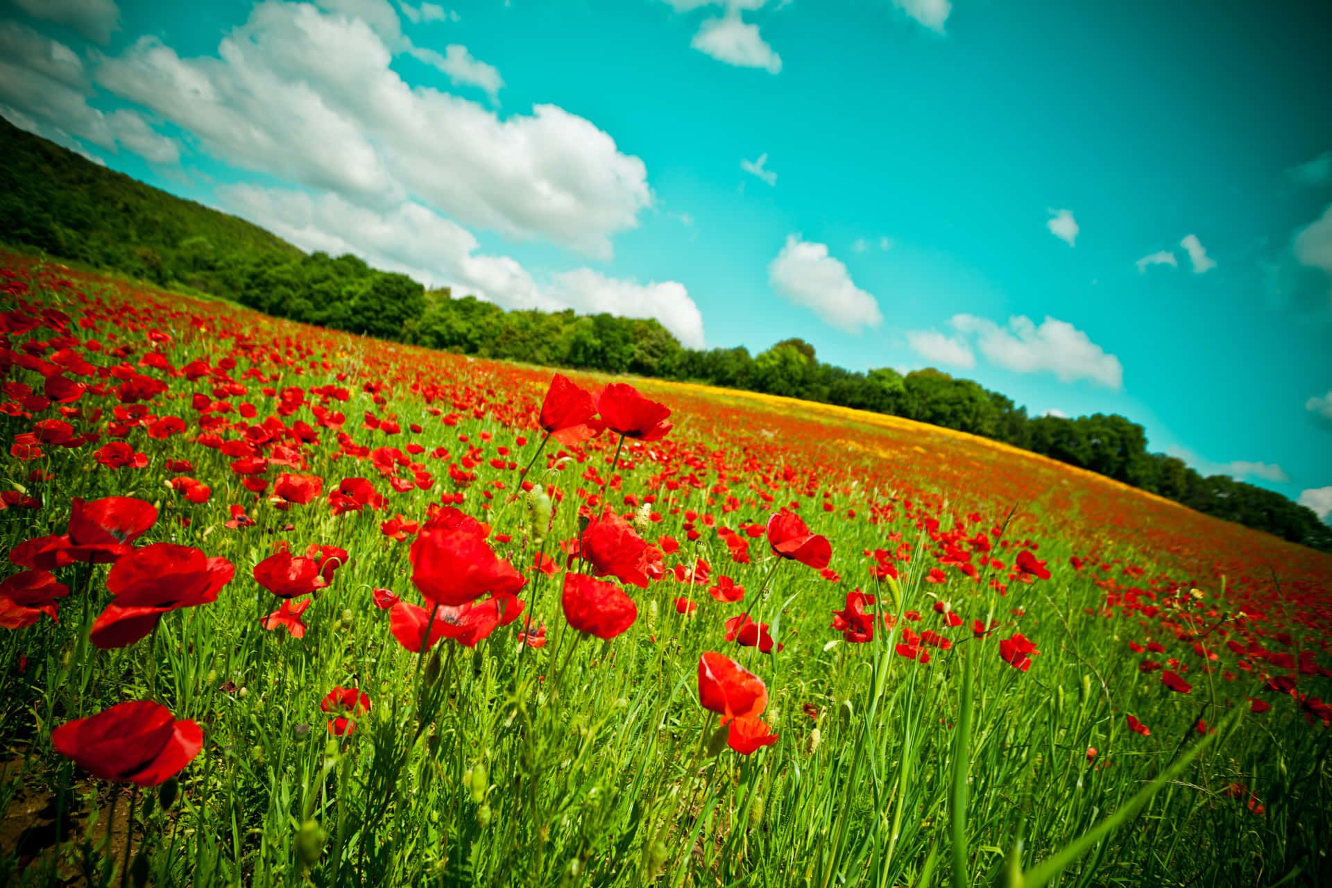 Summer Flower Landscape Wallpapers - 4k, HD Summer Flower Landscape ...