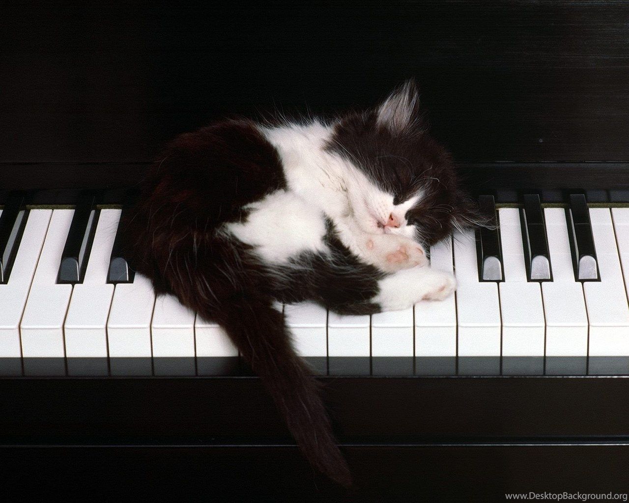 1280x1024 Wallpaper Piano Mac Cats Love Music Animals Play At HD Background. Desktop Background on WallpaperBat