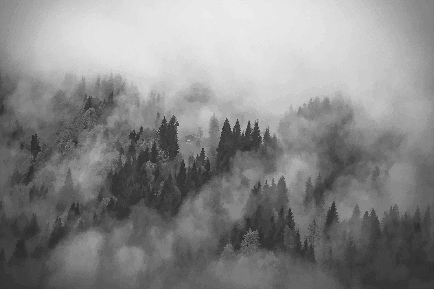 Black and White Forest Wallpapers - 4k, HD Black and White Forest ...