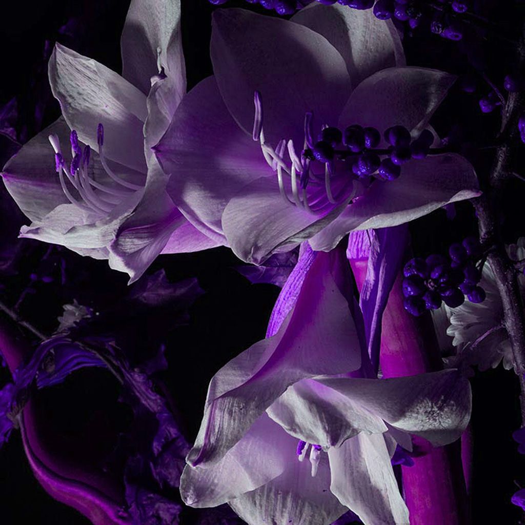 1024x1024 I Love Papers | bj81-art-flower-dark-purple Wallpaper