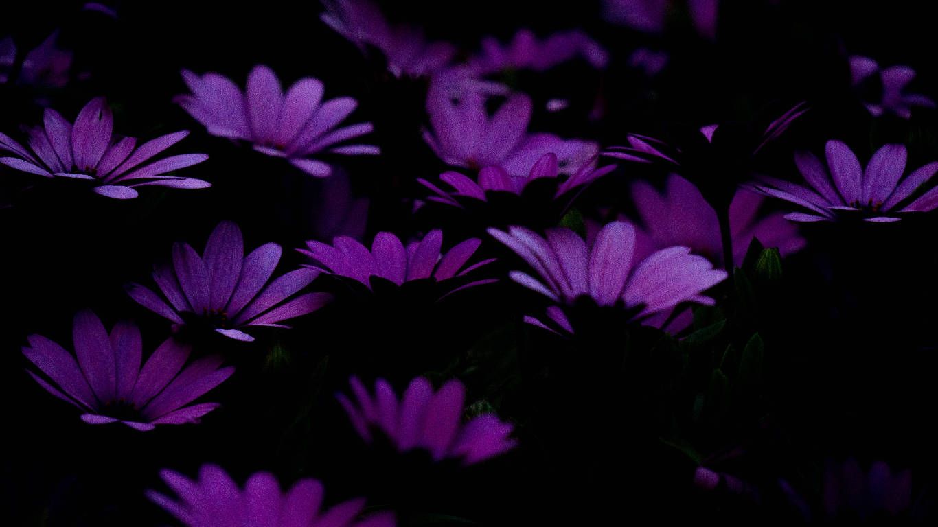 1366x768 Download Dark Purple Flower Petals Wallpaper | Wallpapers.com Wallpaper