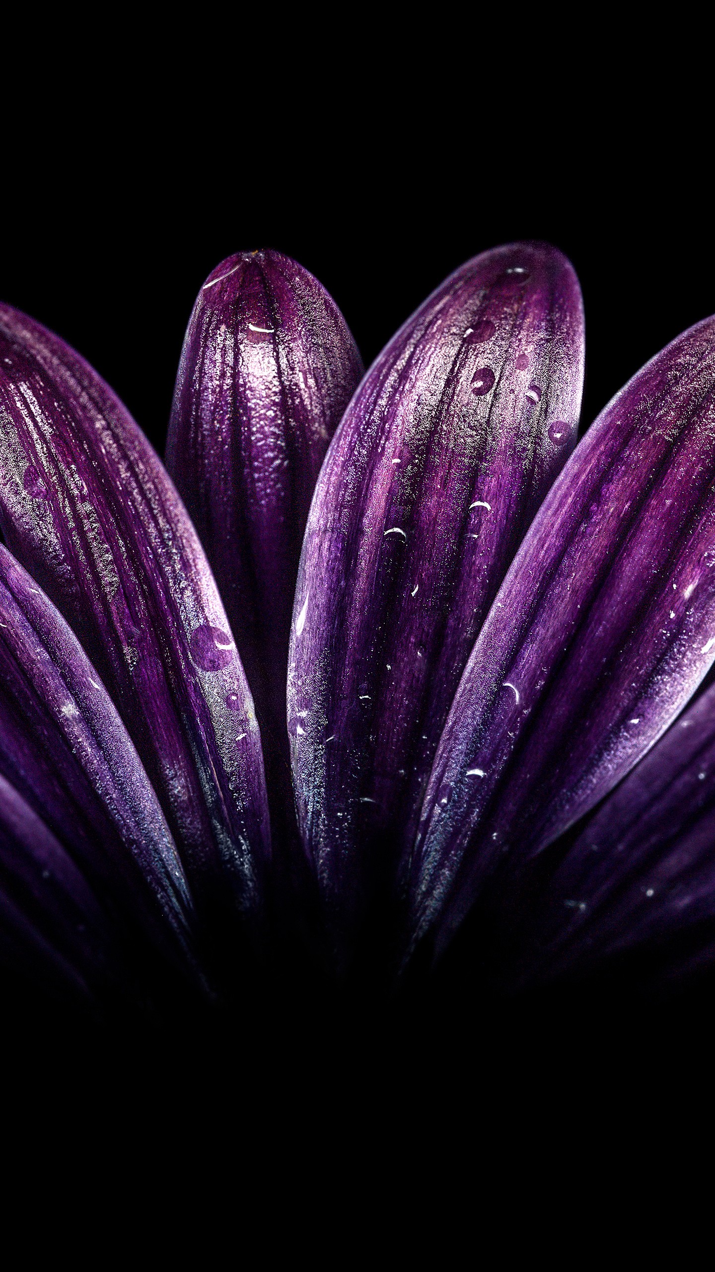 1440x2560 Dark Purple Flower 4K Wallpapers | HD Wallpapers | ID #24332 Wallpaper