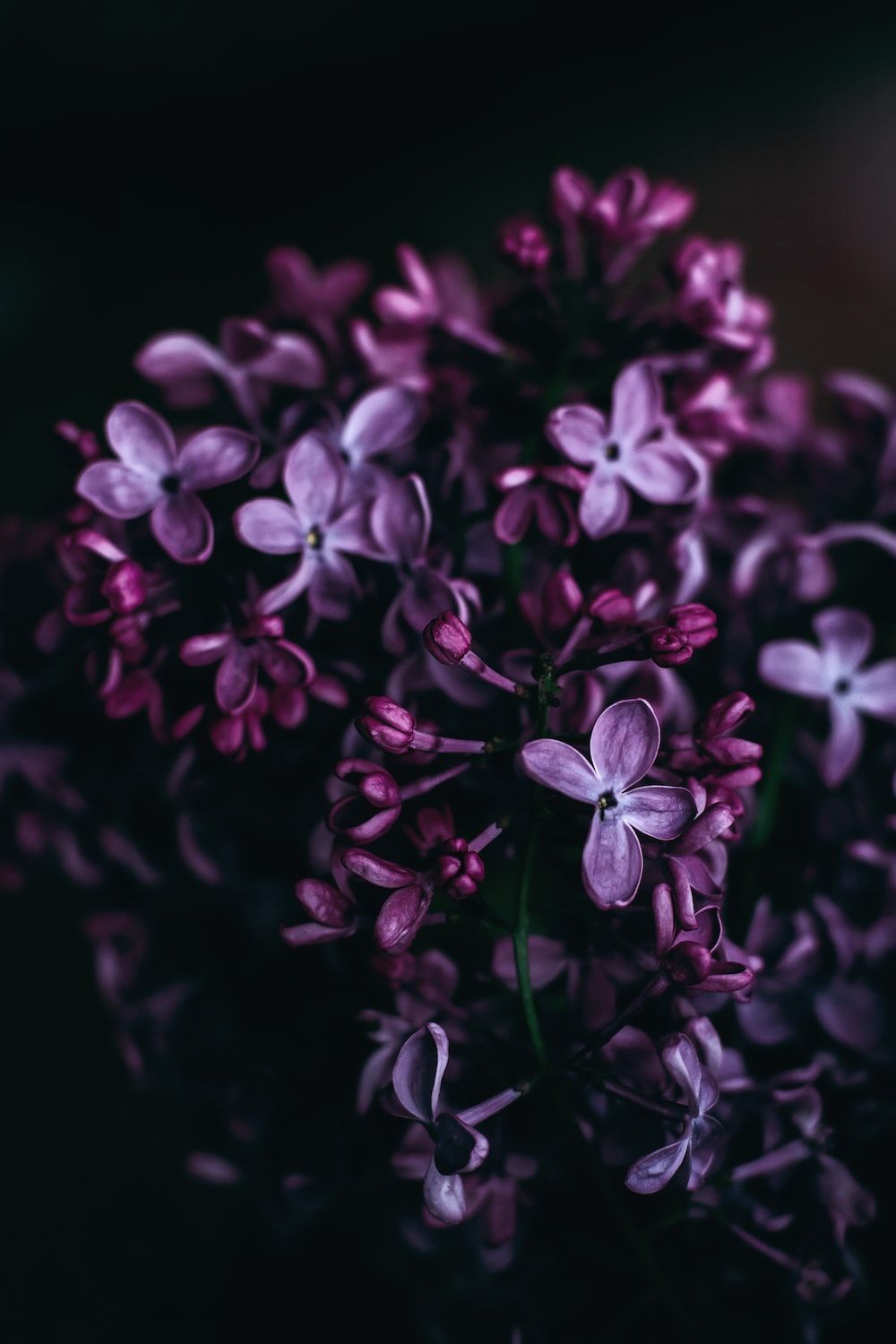 1000x1500 Purple flowers photo – Free Flower Image on Unsplash Wallpaper